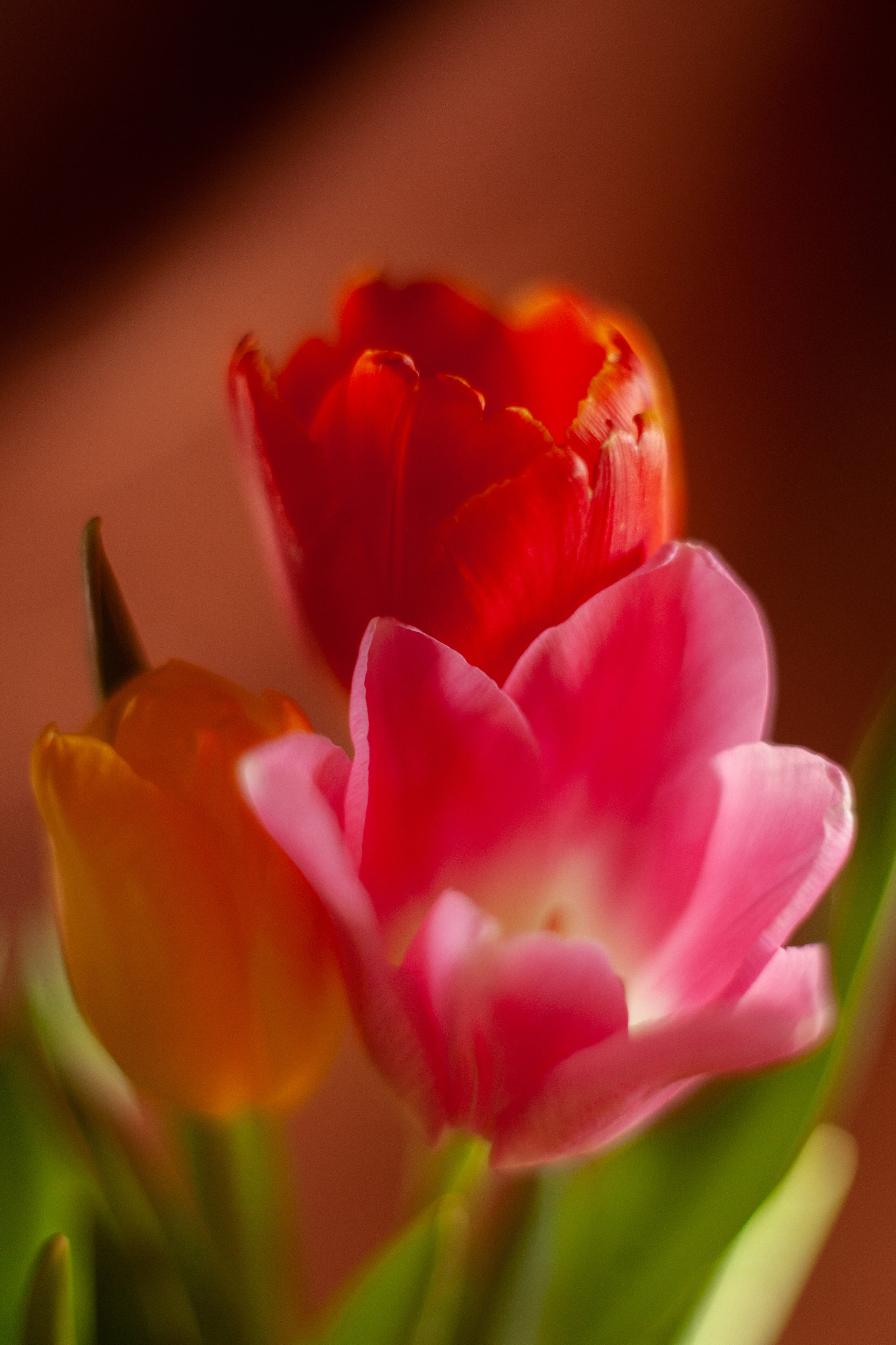 8 марта 2022. Фотограф и ретушер Маргарита Павлюк Москва