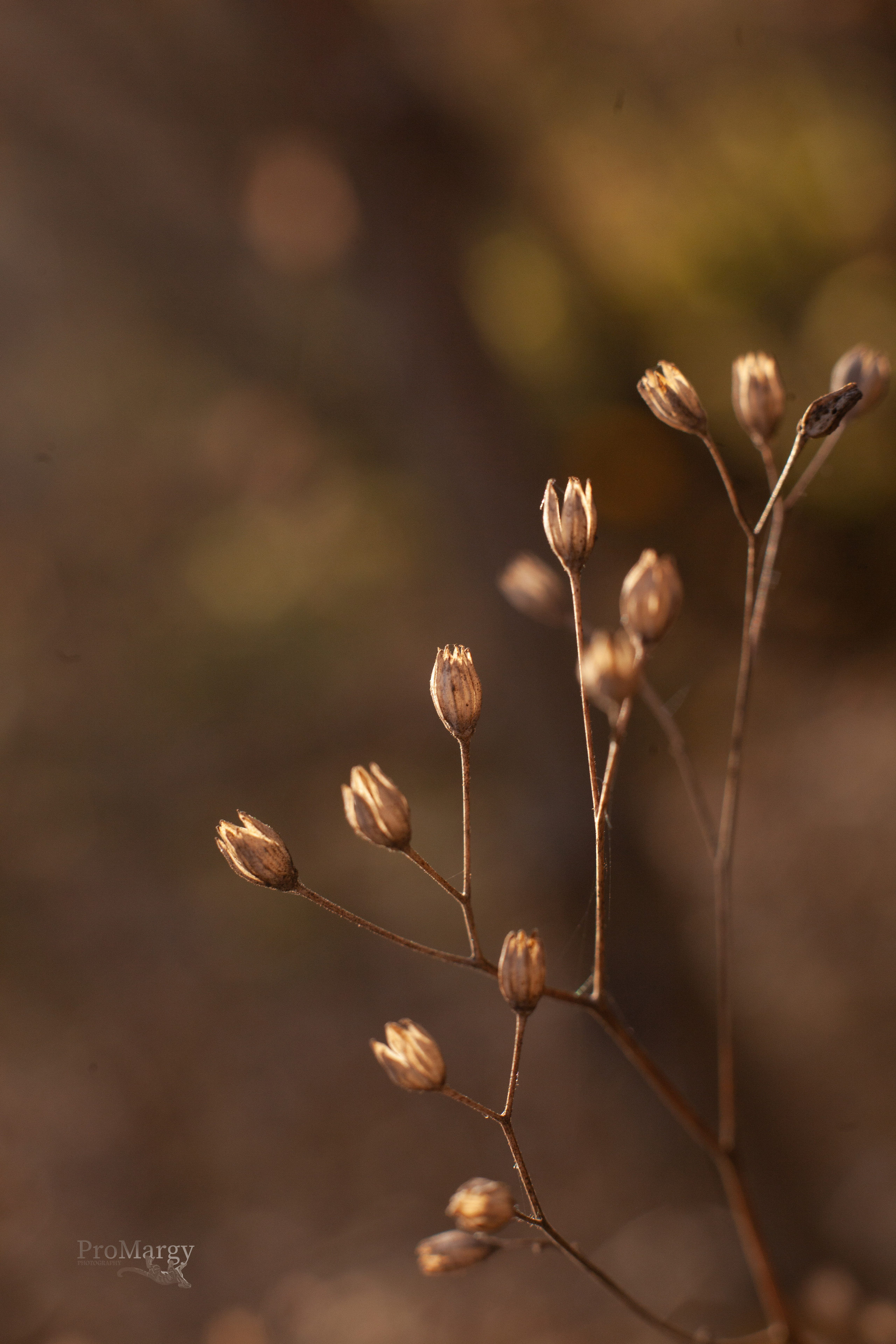 Осень 2021. Фотограф и ретушер Маргарита Павлюк Москва