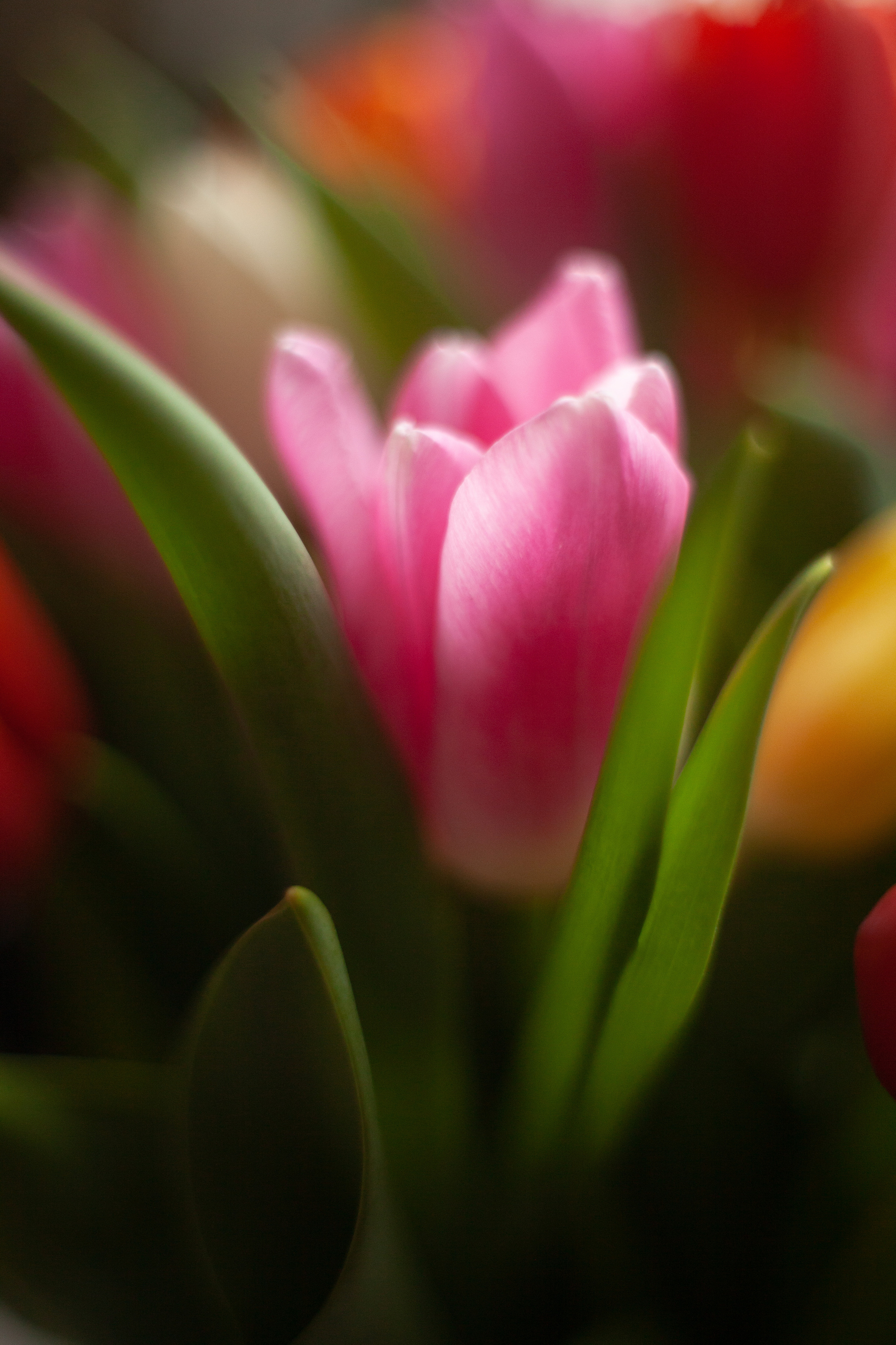 8 марта 2022. Фотограф и ретушер Маргарита Павлюк Москва