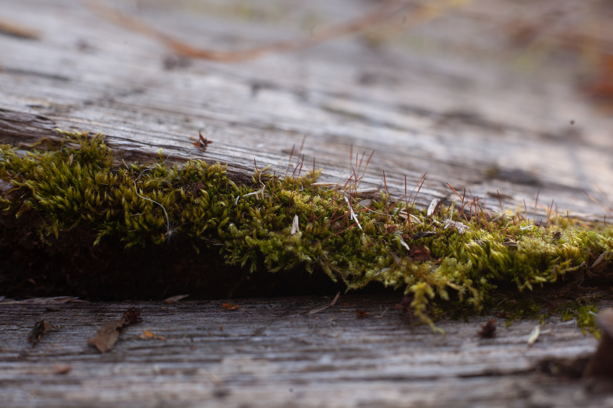 Осень 2021. Фотограф и ретушер Маргарита Павлюк Москва
