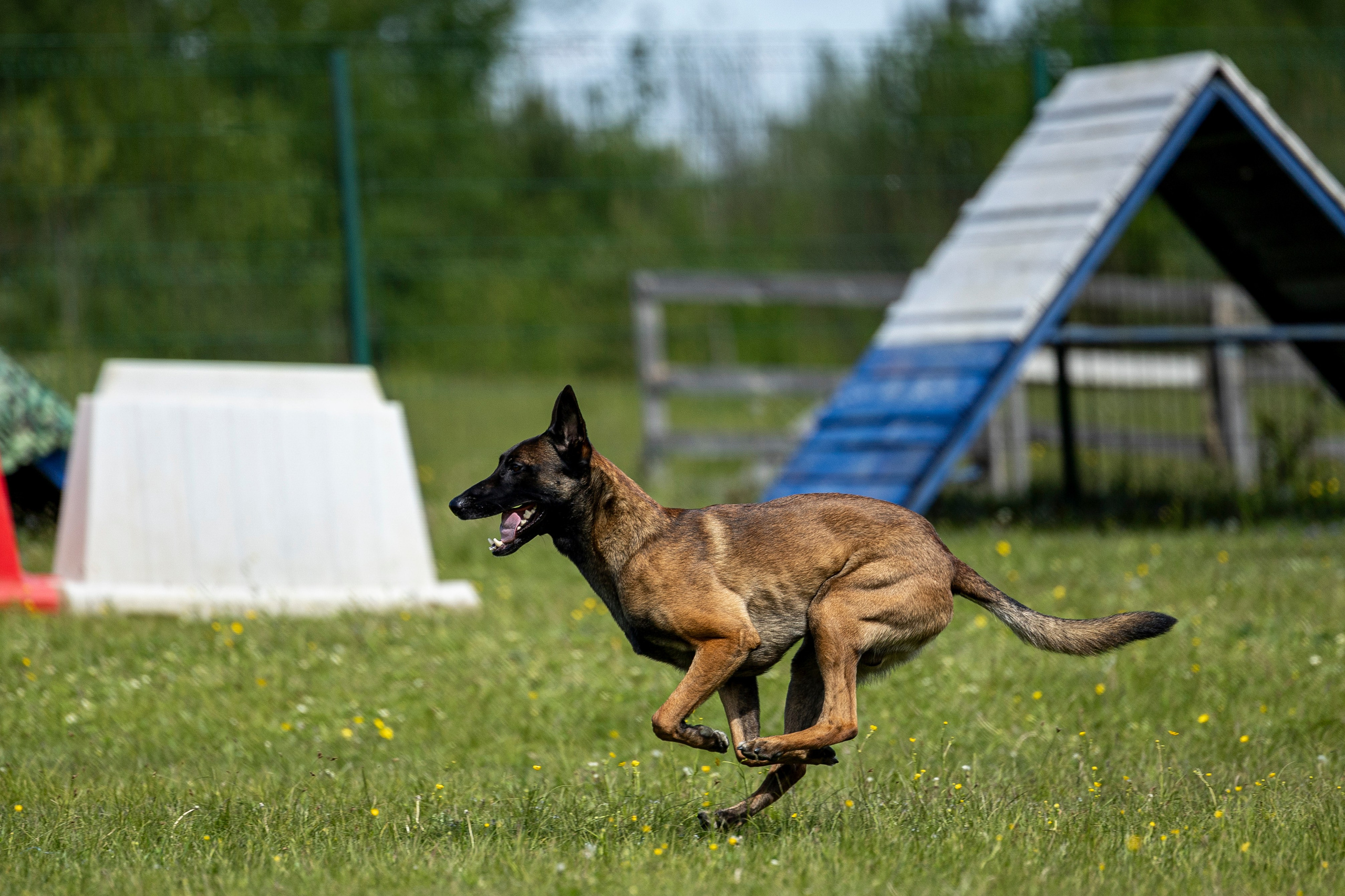 Испытания по мондьорингу в Нижнем Новгороде. Фотограф-анималист Анна Маринич
