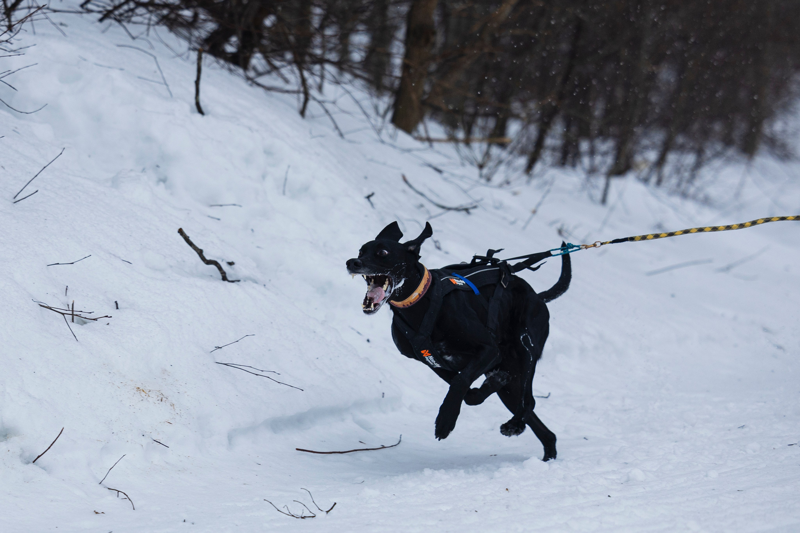 Зимний Чемпионат Санкт-Петербурга по ездовому спорту. Фотограф-анималист Анна Маринич
