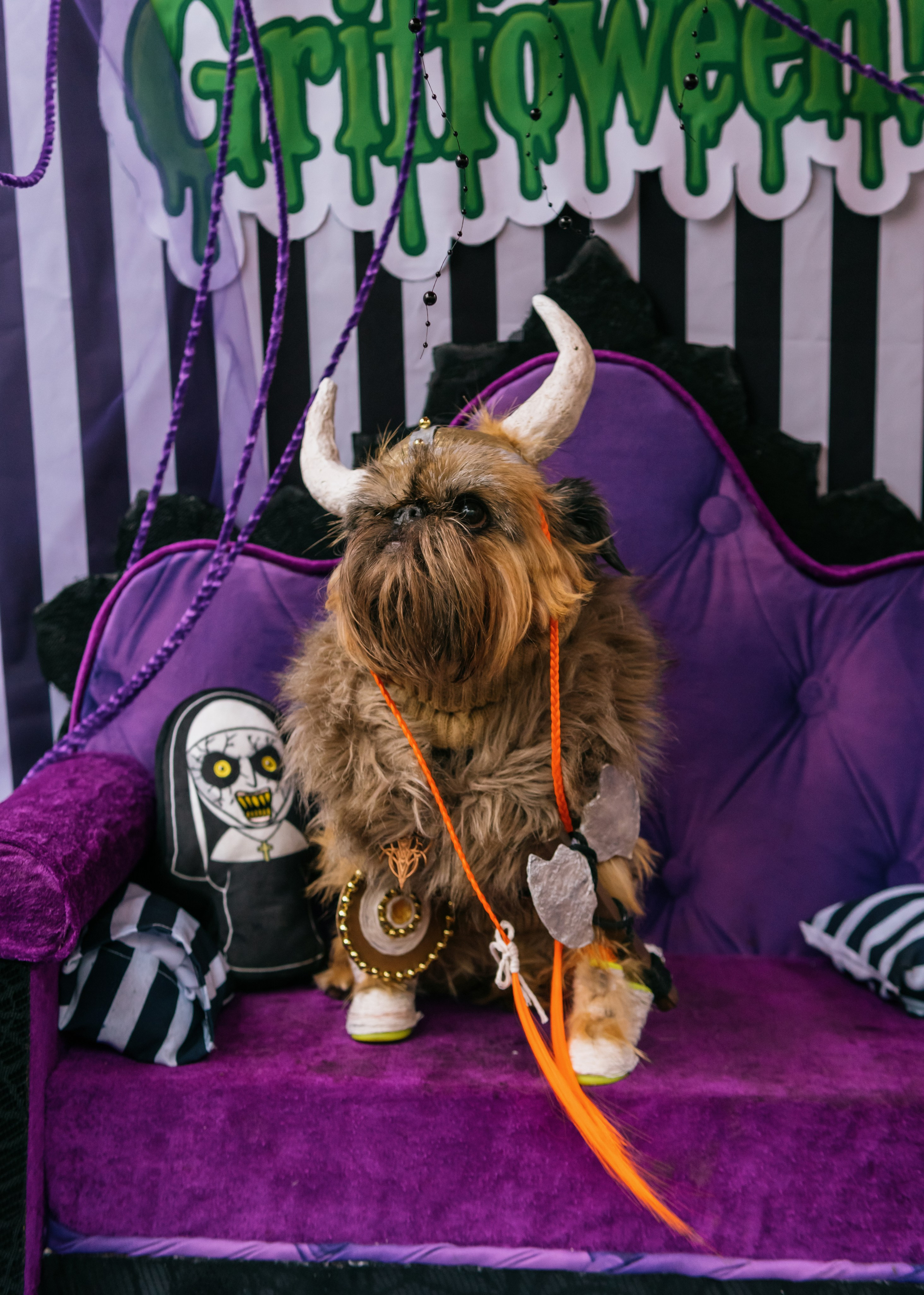 Тематическая встреча породников «Griffween». Фотограф-анималист Ксения Воробьева, Москва