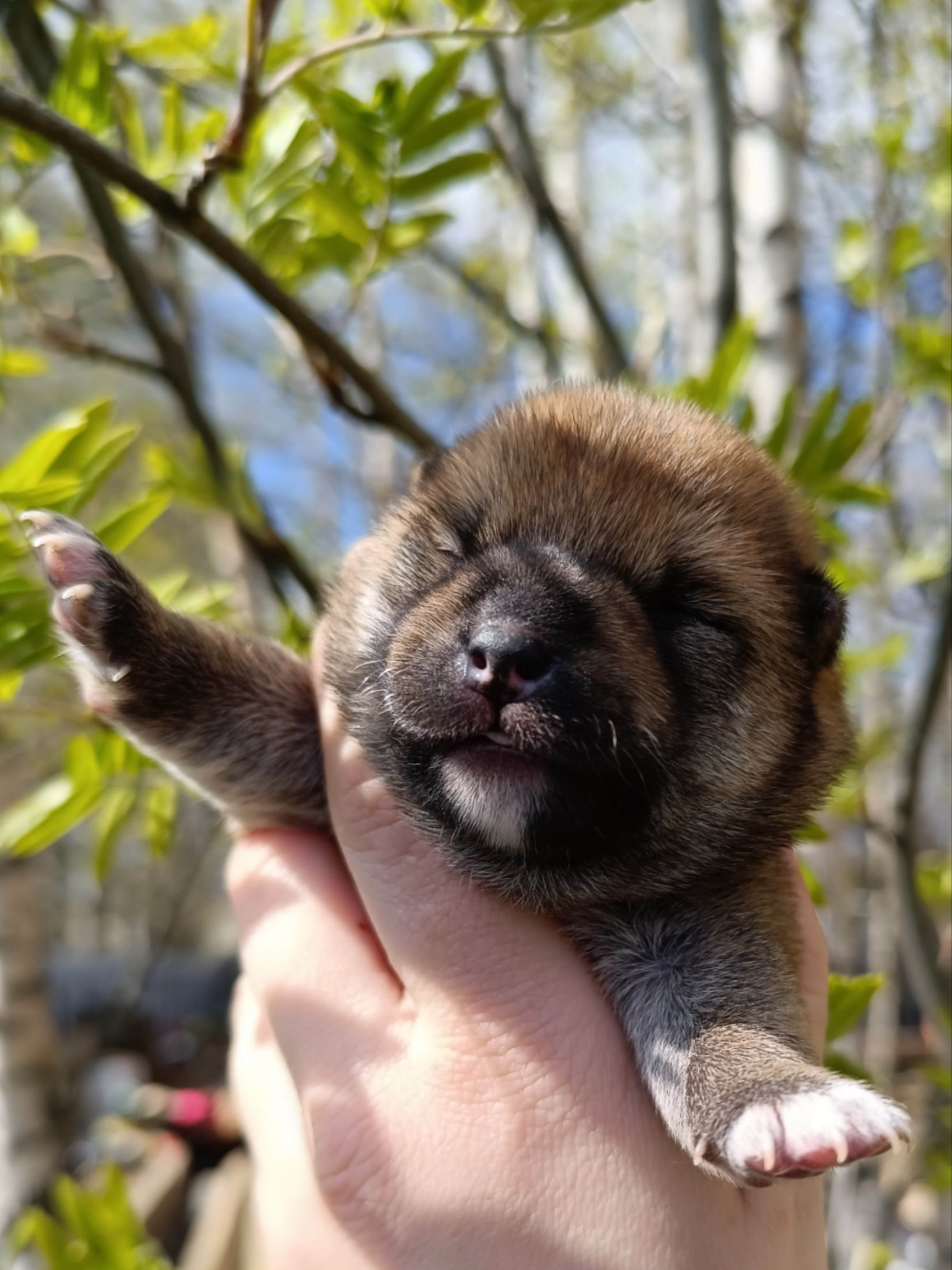 сиба питомник Рубилайт щенки на продажу rubylight  сиба щенки купить СПб Санкт-Петербург