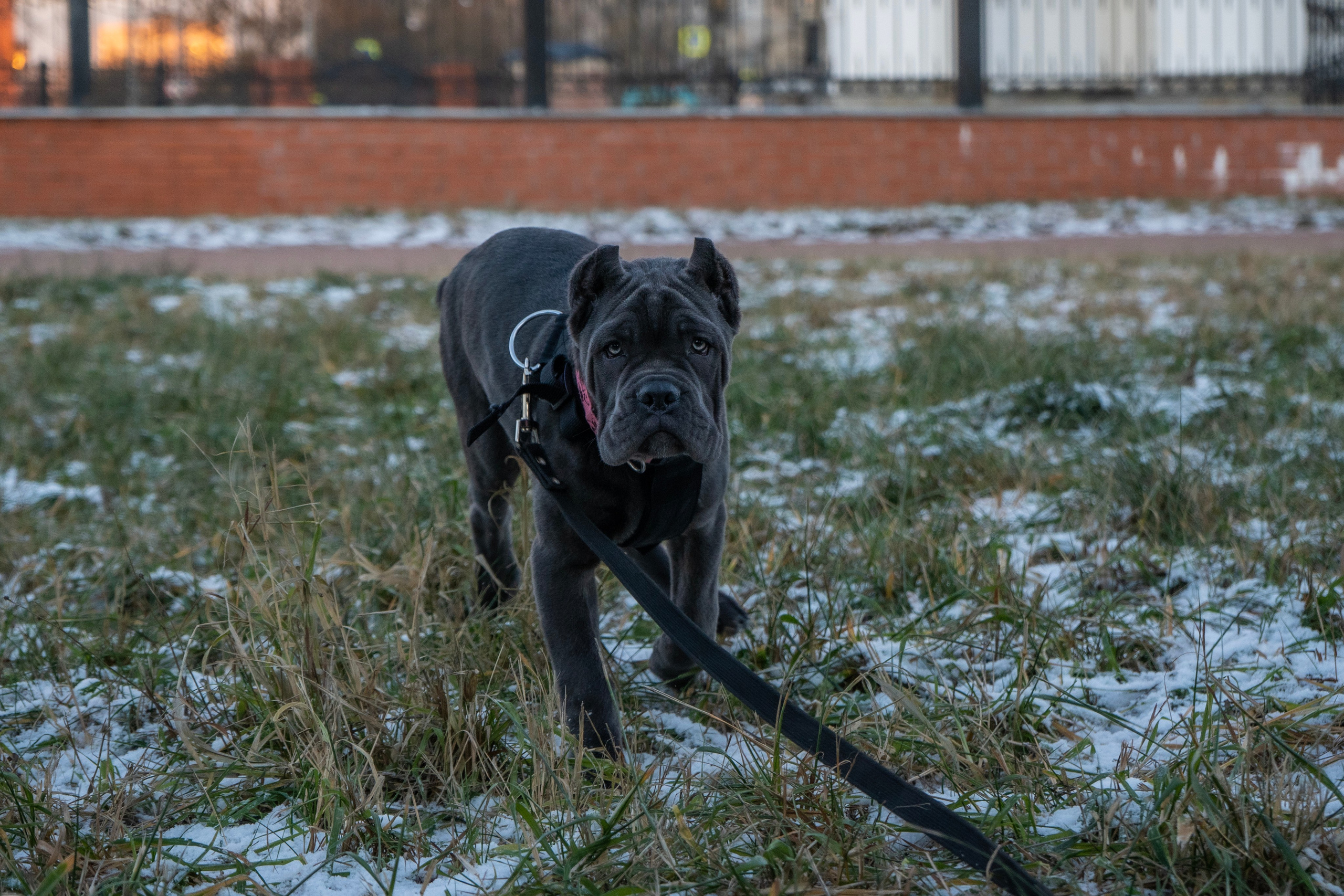 Фотосессии Пушистиков. Фотограф в Санкт-Петербурге Виктория Барышникова