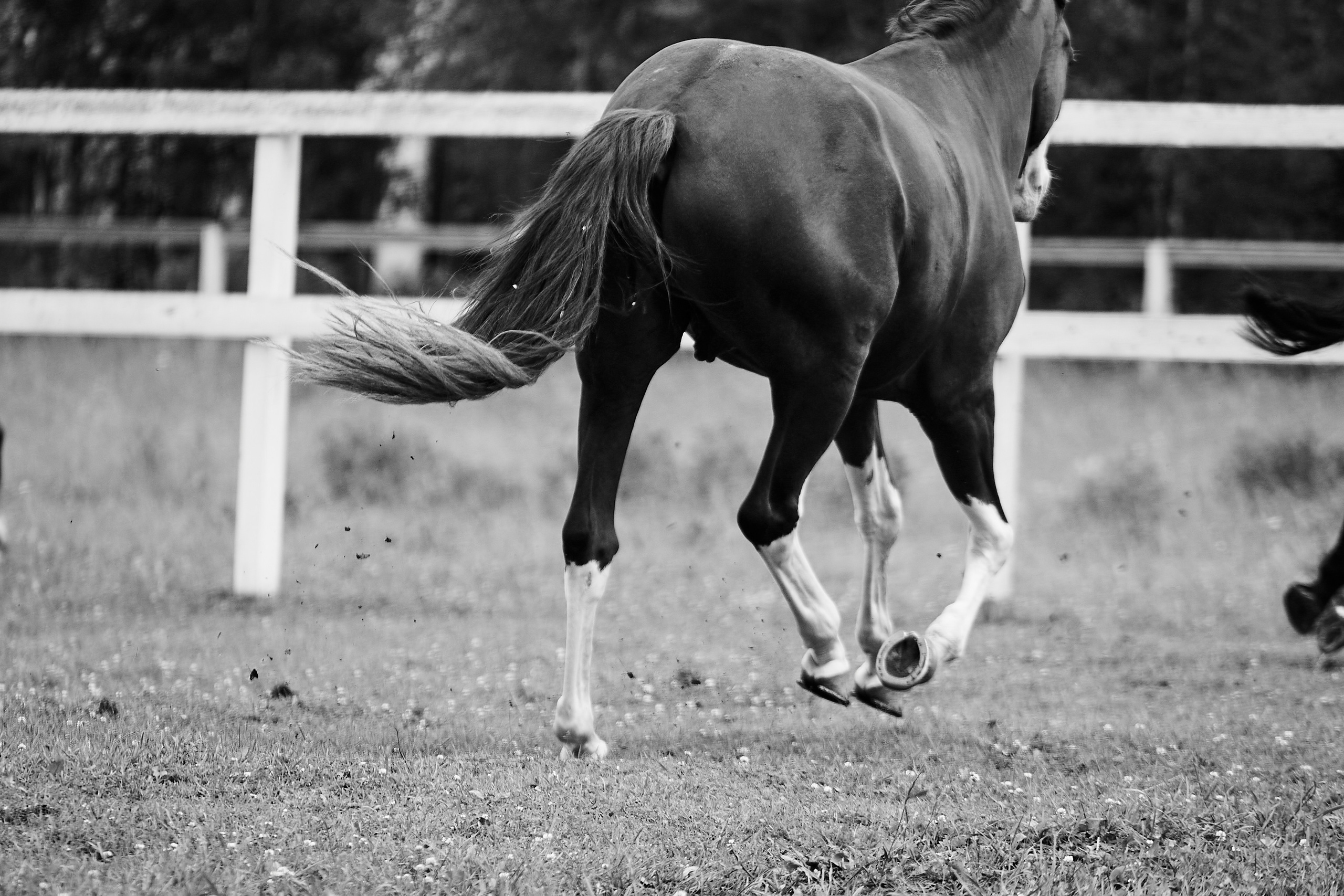 Хэмилтон, полукровный, КСК «Звёздный». Фотосессии с лошадьми в Москве, Новосибирске