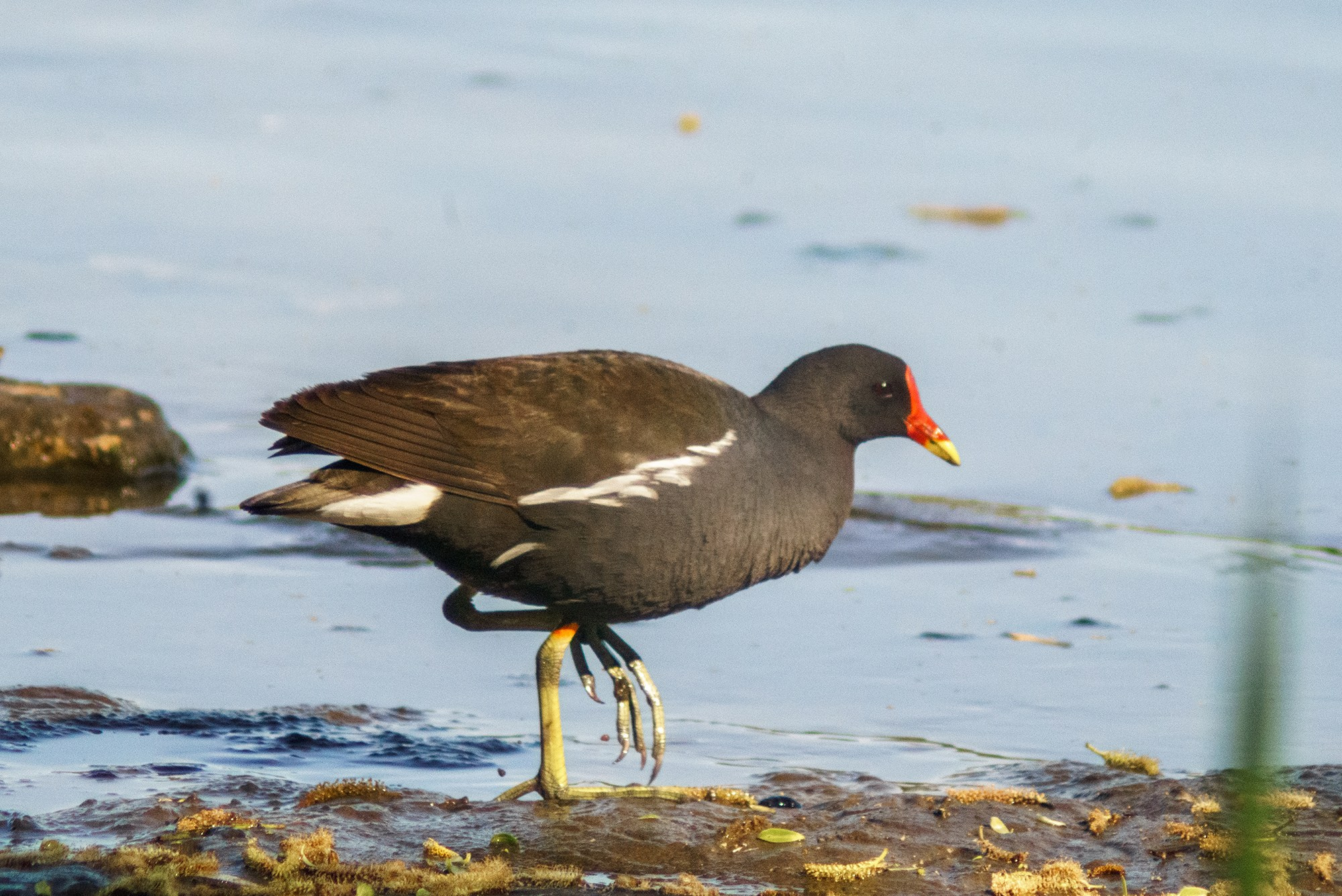 Удивительные мир птиц. Вокруг нас столько прекрасного — присмотритесь!. Ваш личный фотограф Марина Волкова