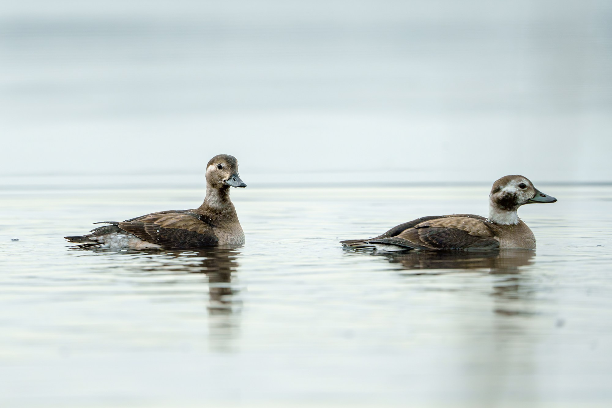 Удивительные мир птиц. Вокруг нас столько прекрасного — присмотритесь!. Ваш личный фотограф Марина Волкова