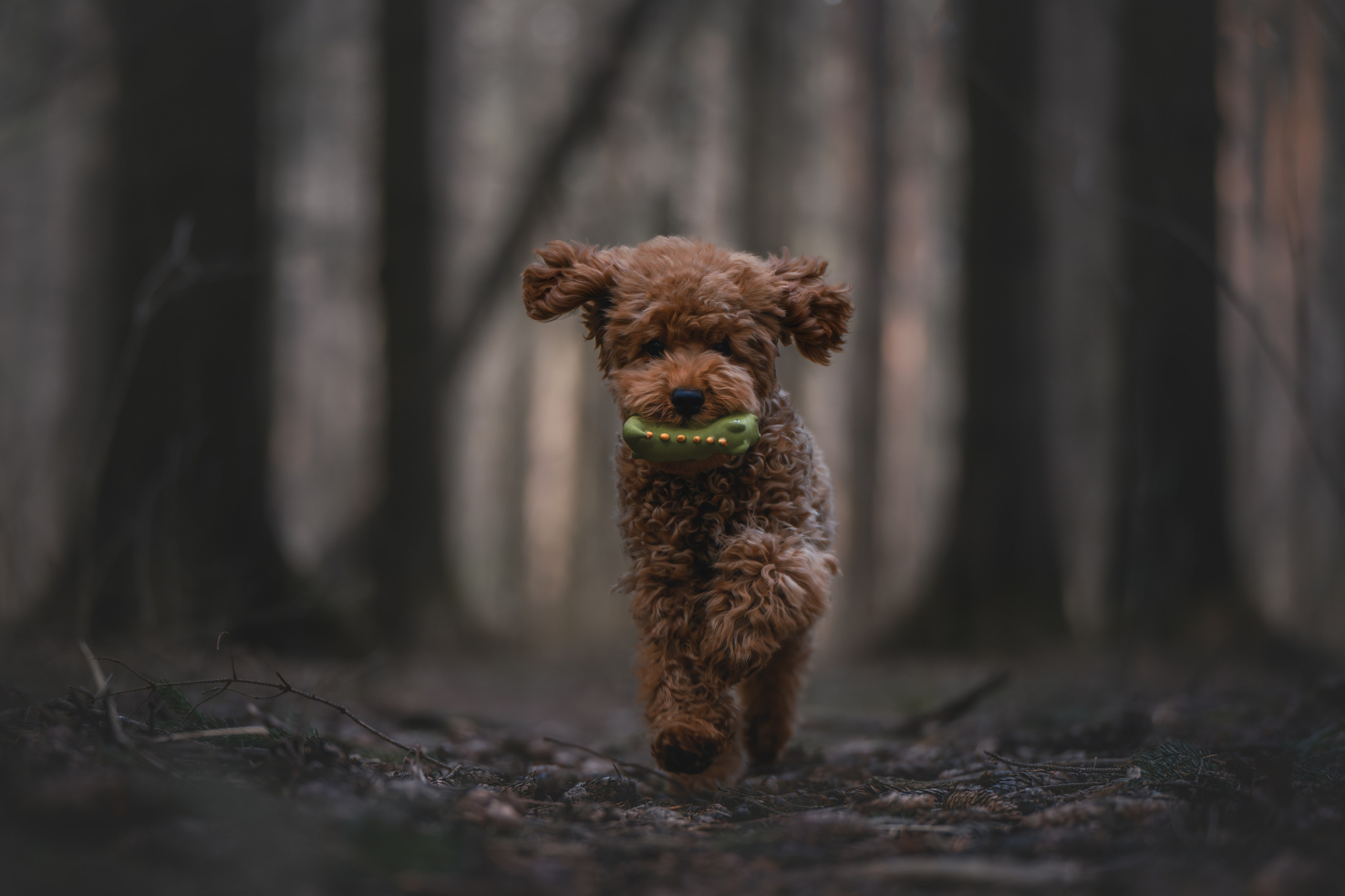 Пудель в лесу. Фотограф Анималист в Москве Анастасия Жучкова