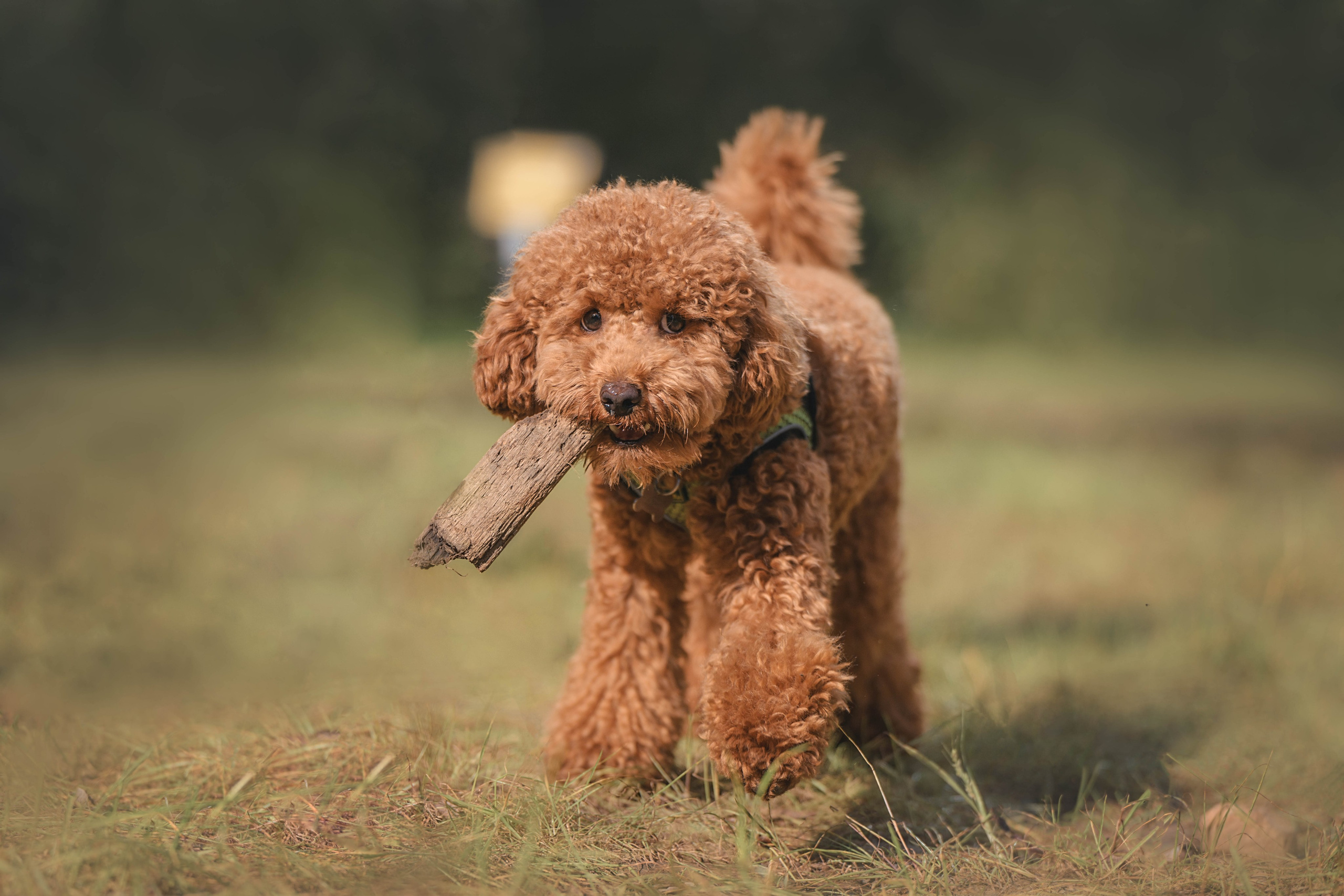 Пудель. Фотограф Анималист в Москве Анастасия Жучкова
