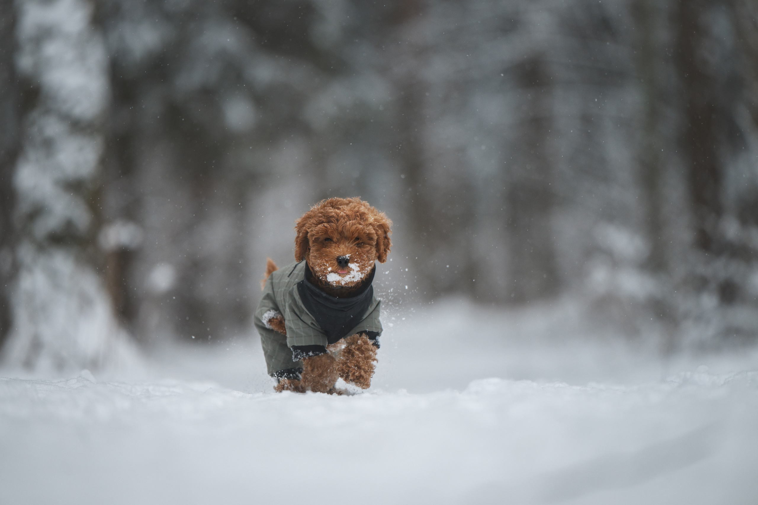 Щенок пуделя. Фотограф Анималист в Москве Анастасия Жучкова