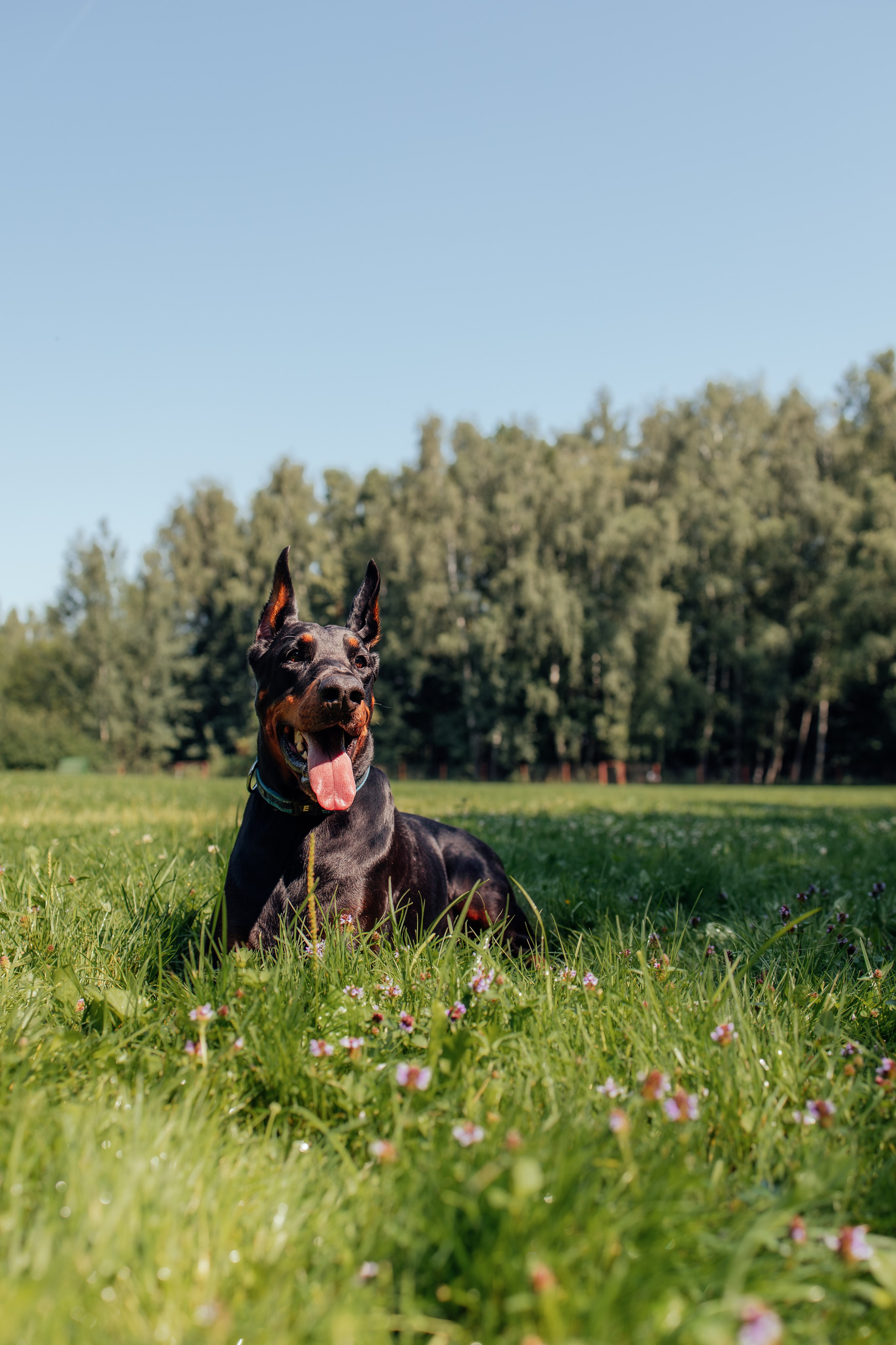 Доберман Айза. Фотограф Анималист в Москве Анастасия Жучкова