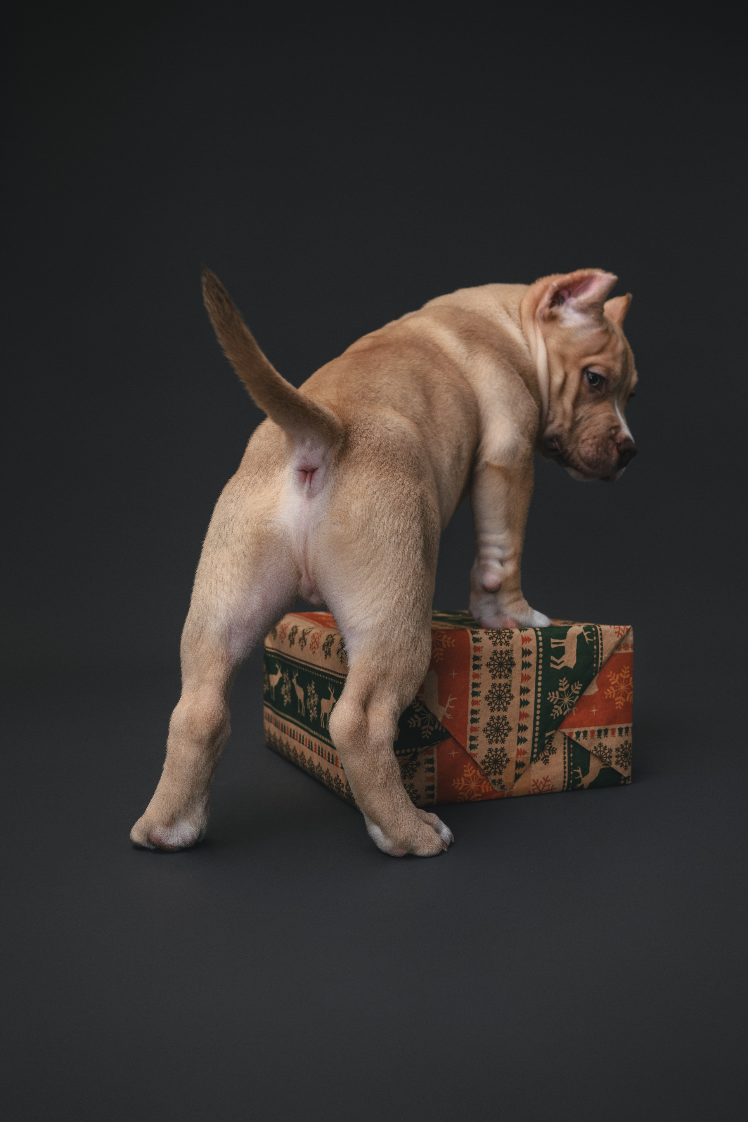 Булли. Фотограф Анималист в Москве Анастасия Жучкова