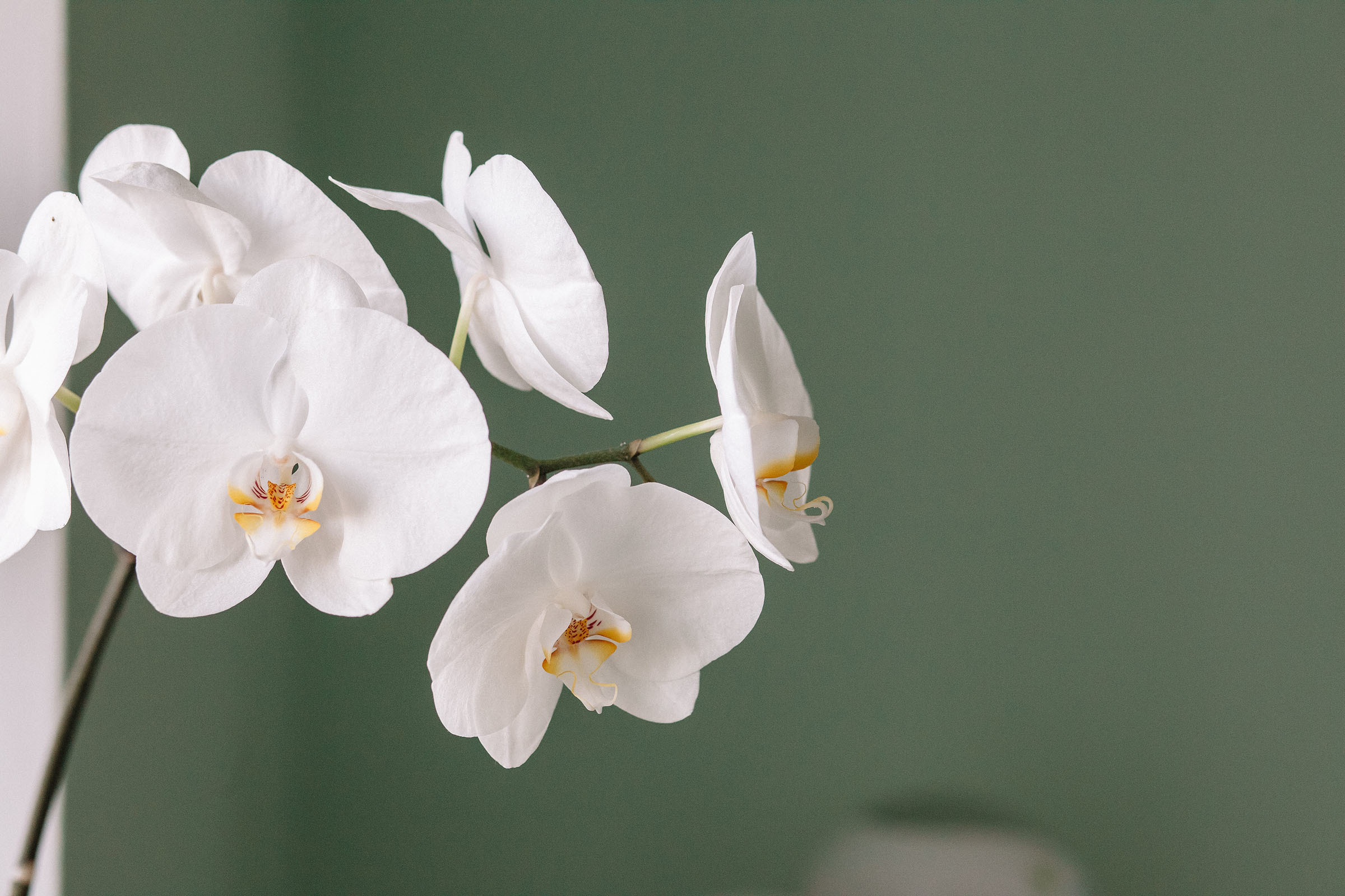 21.07.2019. Семейный и свадебный фотограф в Майкопе Михаил Мартиросян