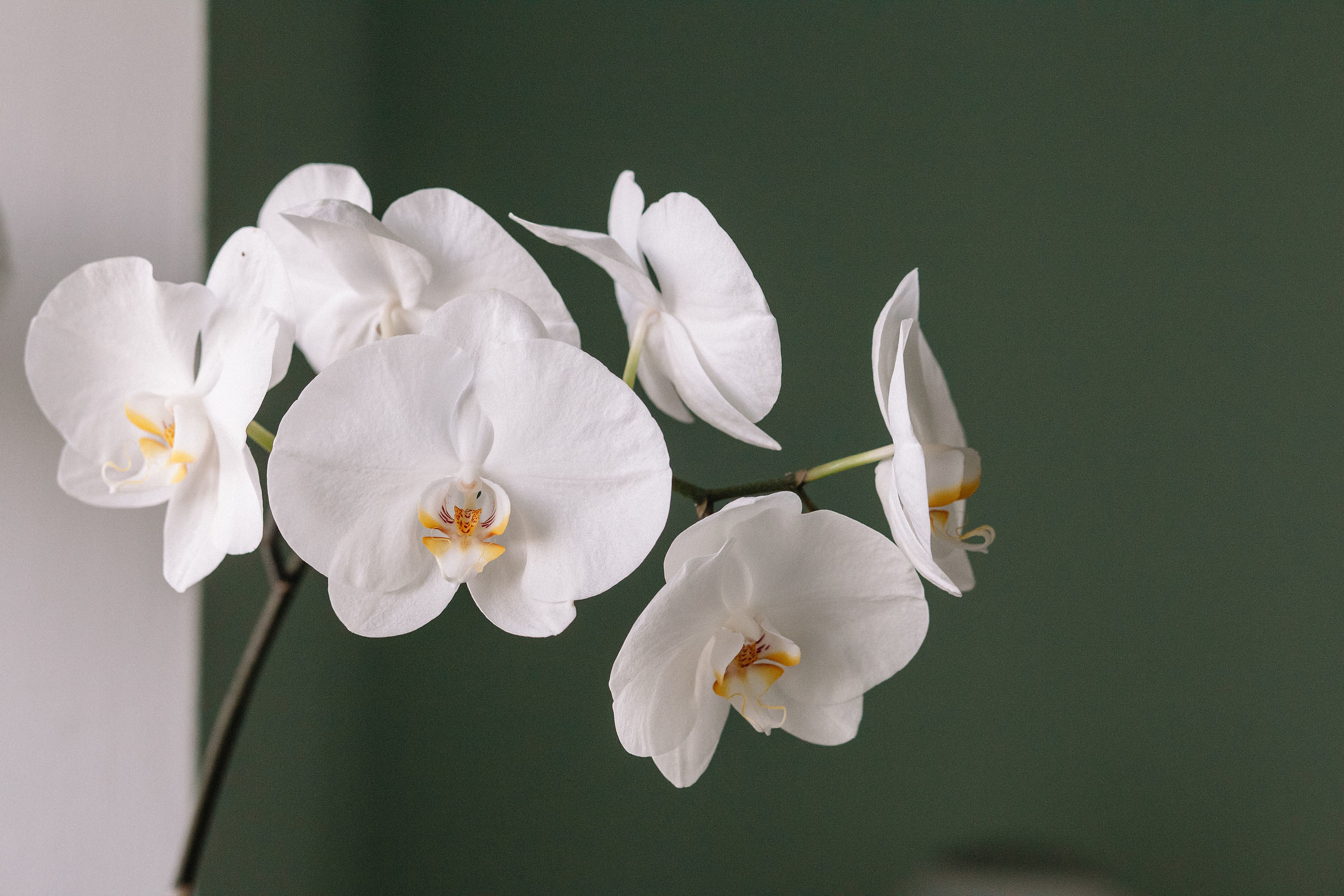 21.07.2019. Семейный и свадебный фотограф в Майкопе Михаил Мартиросян