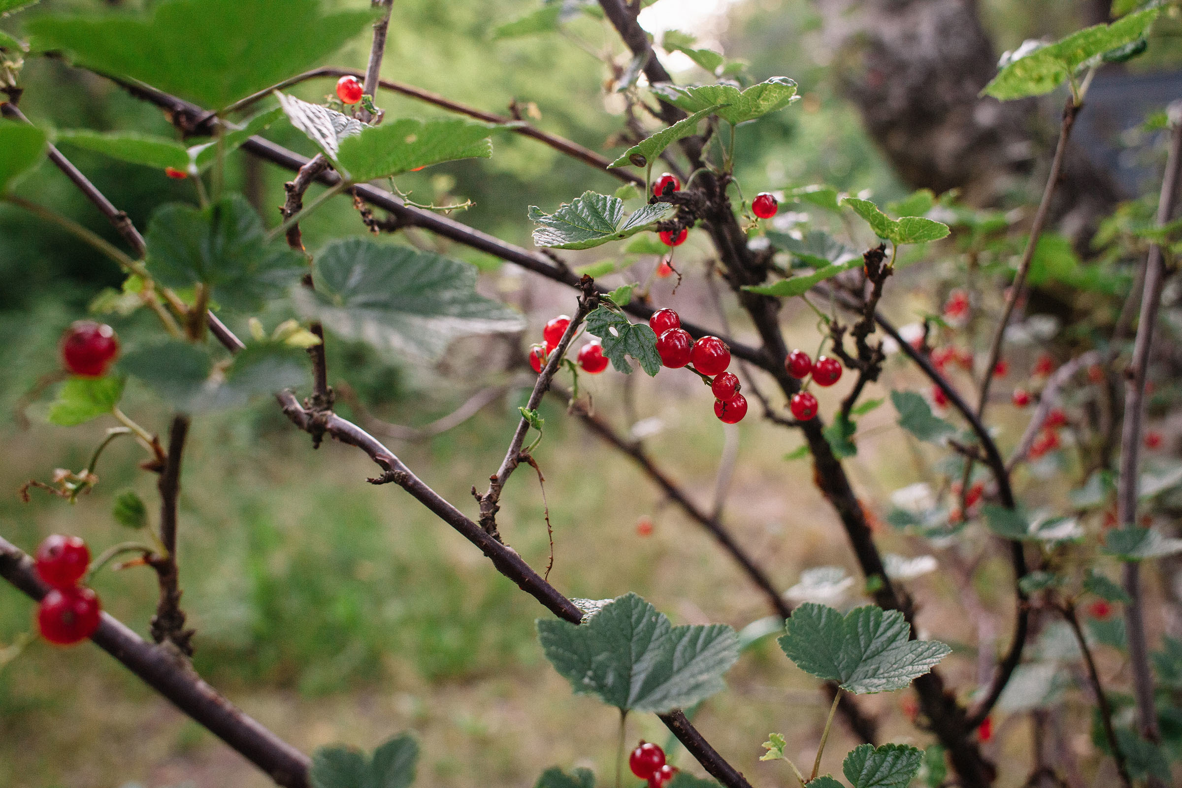 21.07.2019. Семейный и свадебный фотограф в Майкопе Михаил Мартиросян