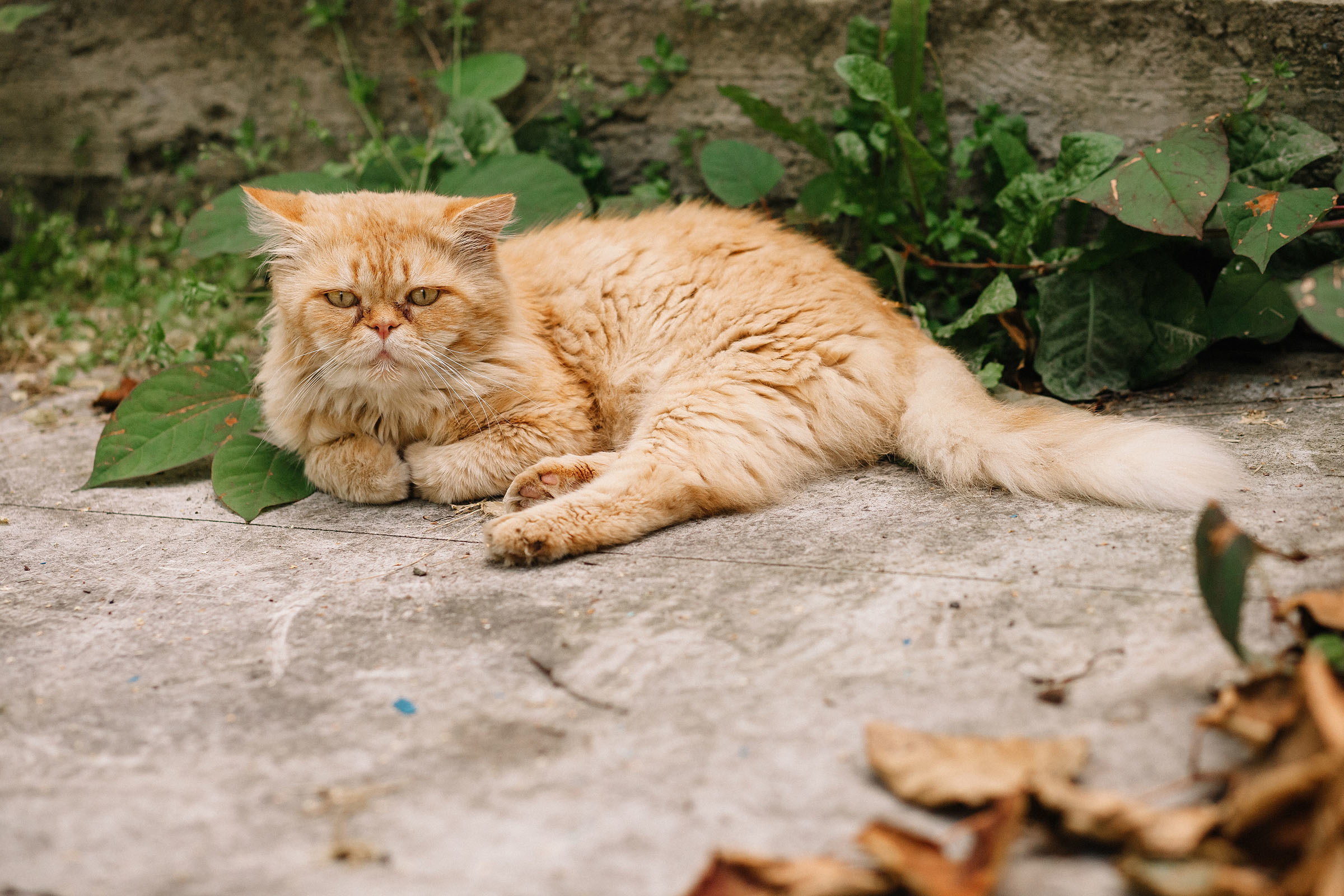 21.07.2019. Семейный и свадебный фотограф в Майкопе Михаил Мартиросян