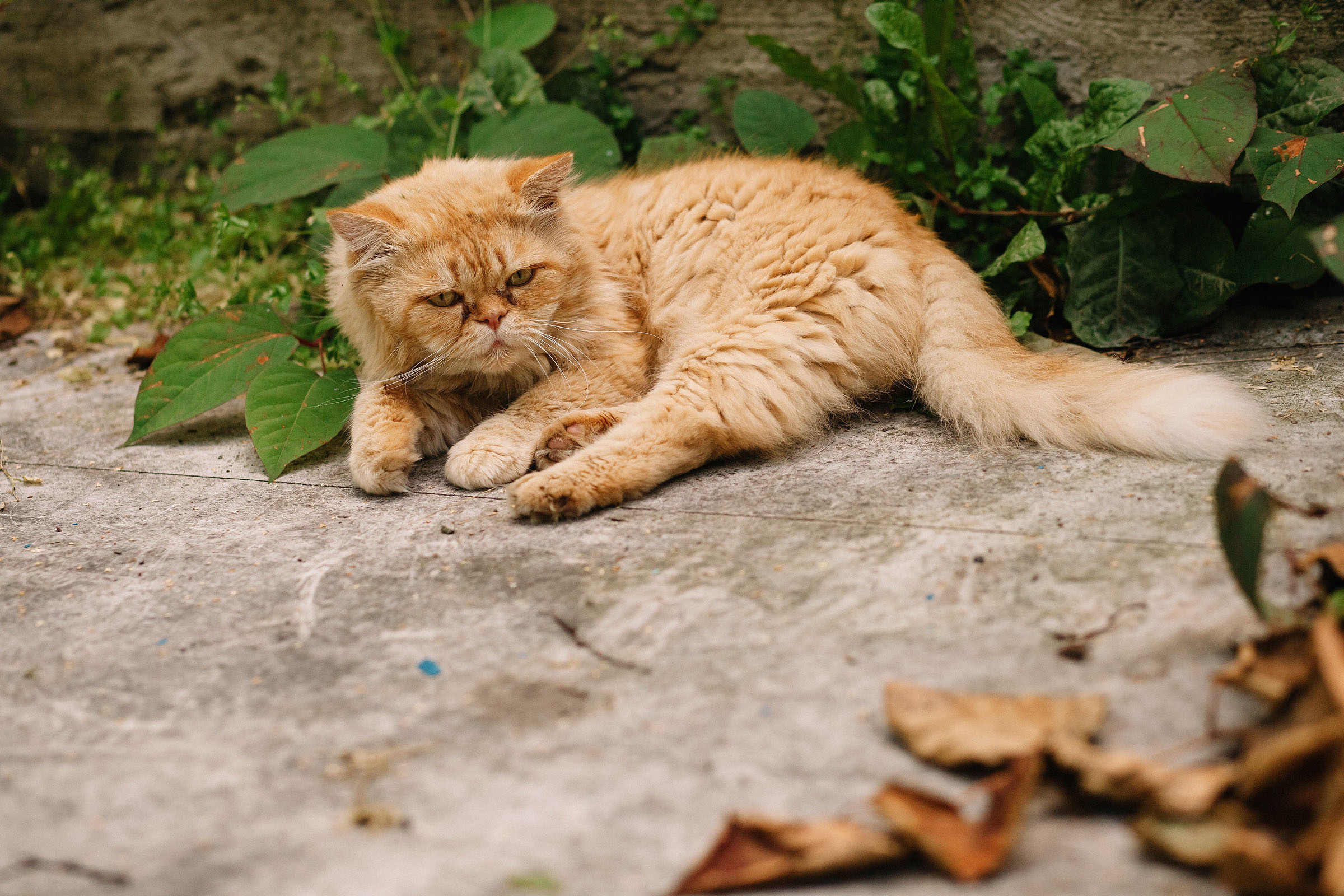 21.07.2019. Семейный и свадебный фотограф в Майкопе Михаил Мартиросян