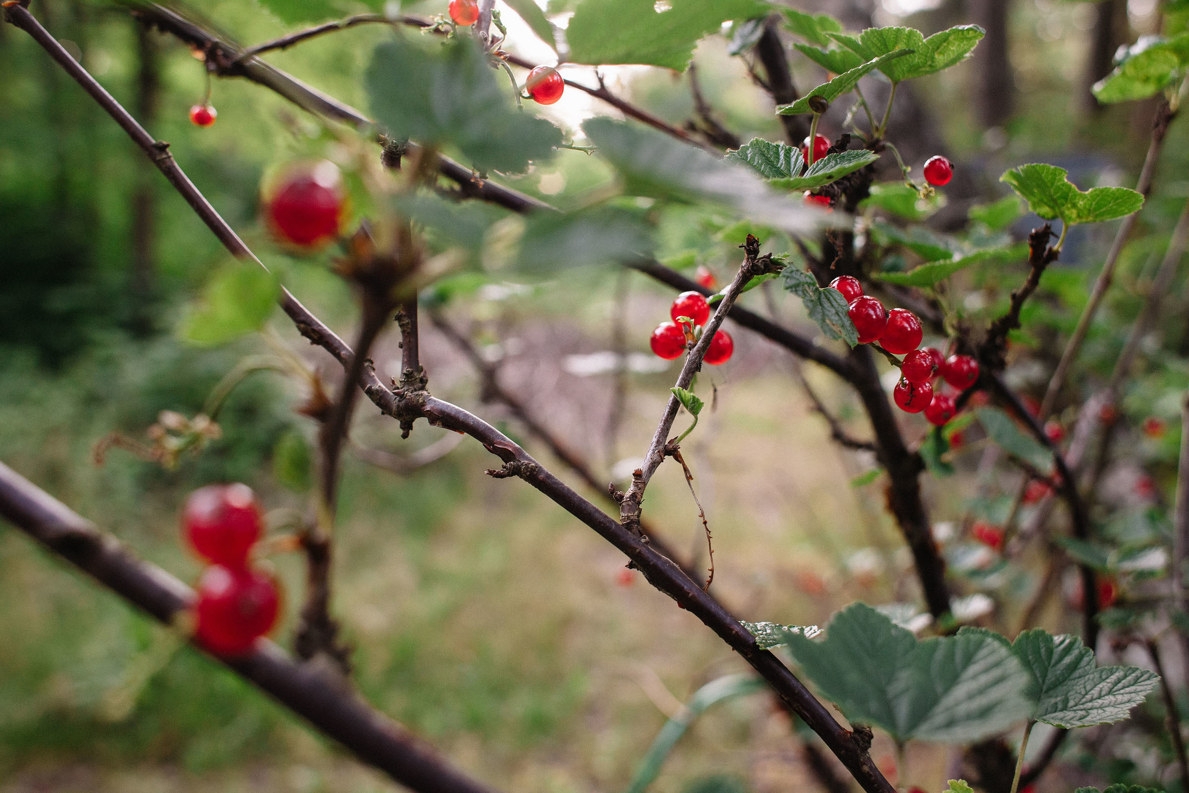 21.07.2019. Семейный и свадебный фотограф в Майкопе Михаил Мартиросян