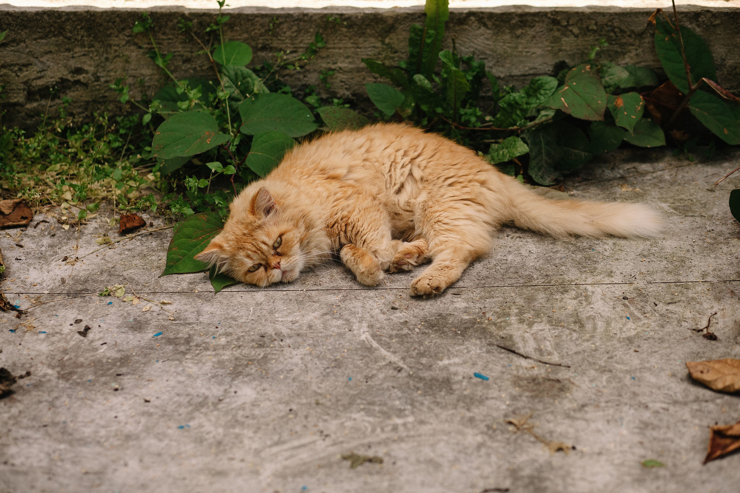 21.07.2019. Семейный и свадебный фотограф в Майкопе Михаил Мартиросян