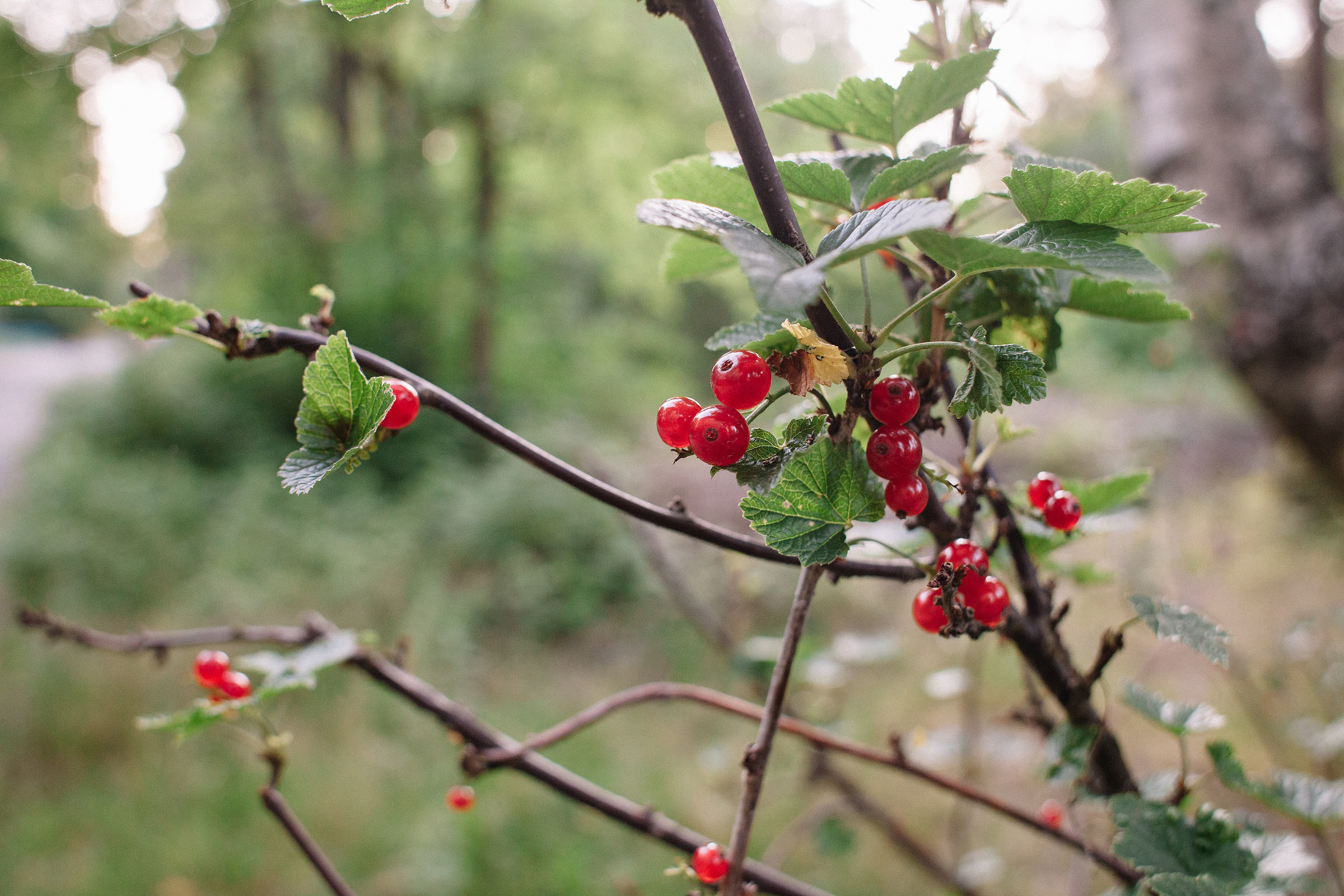 21.07.2019. Семейный и свадебный фотограф в Майкопе Михаил Мартиросян