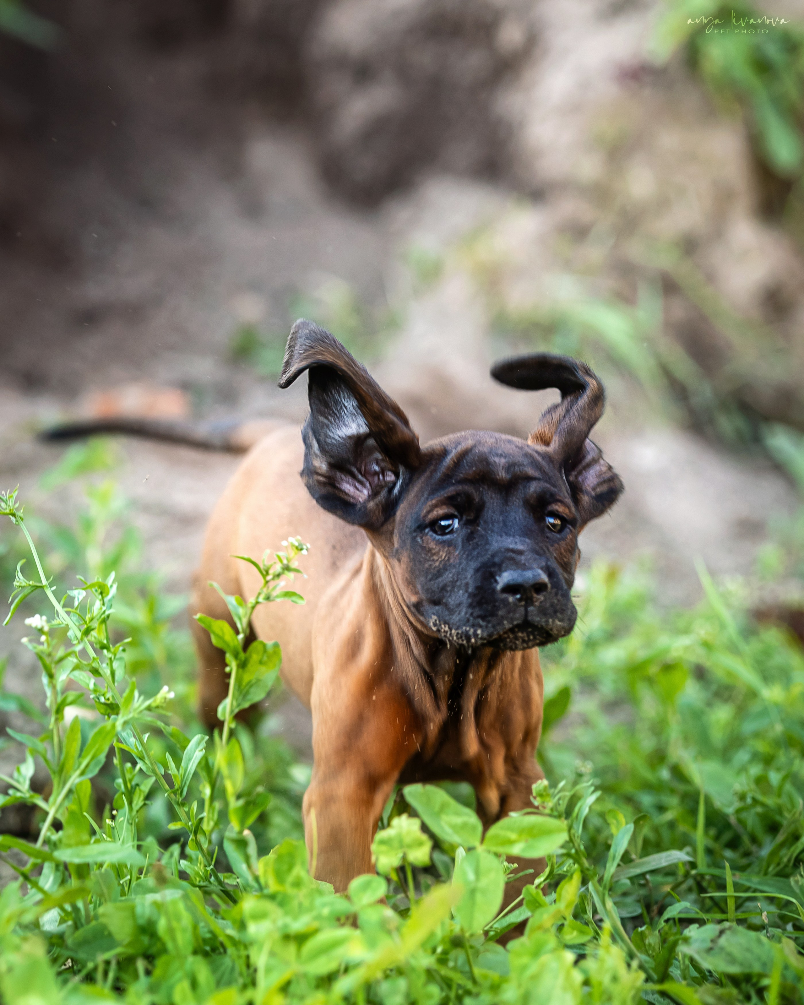 Баварцы. Фотограф анималист Аня Ливанова | Рыбинск