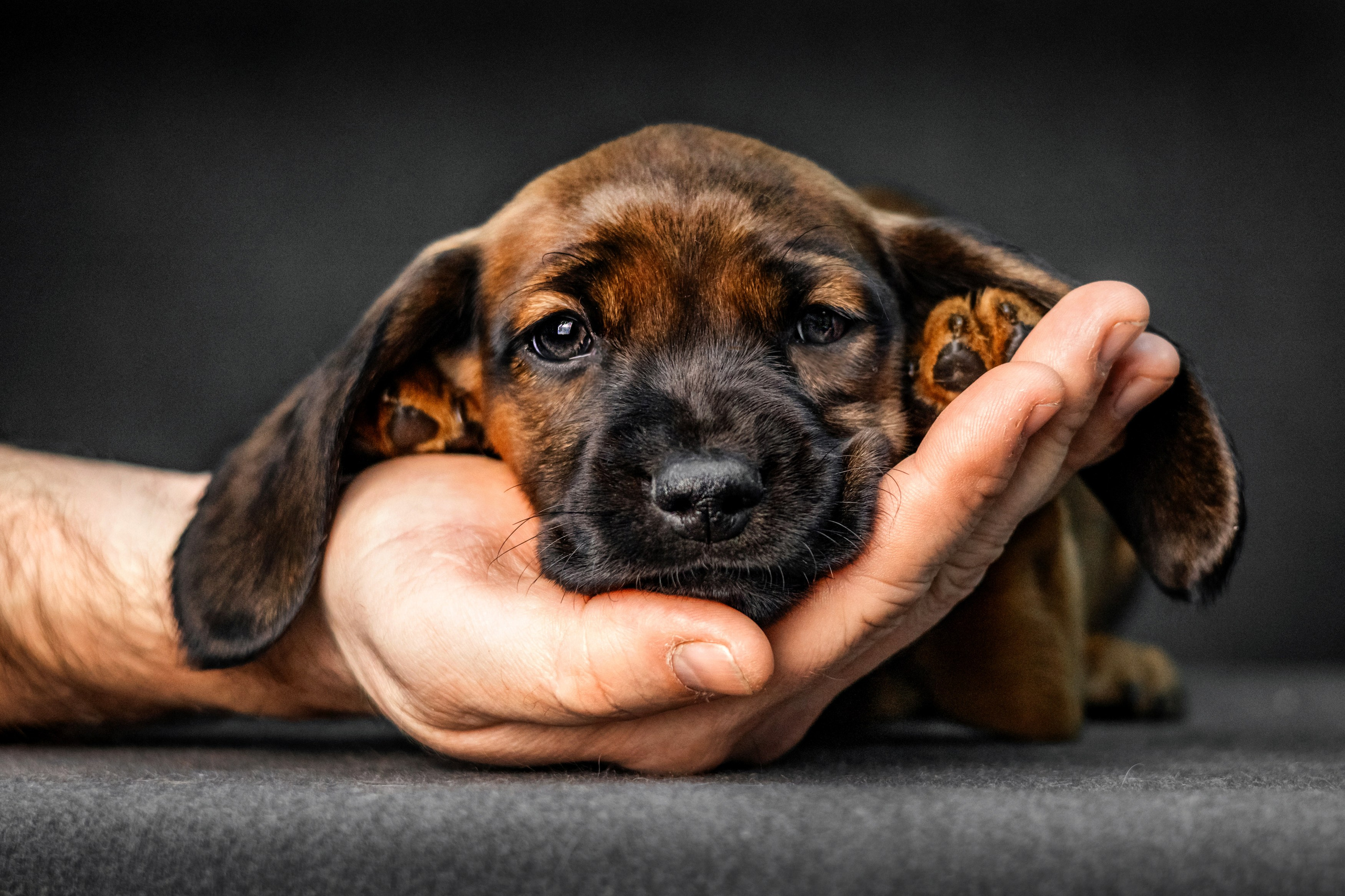 Баварки. Фотограф анималист Аня Ливанова | Рыбинск