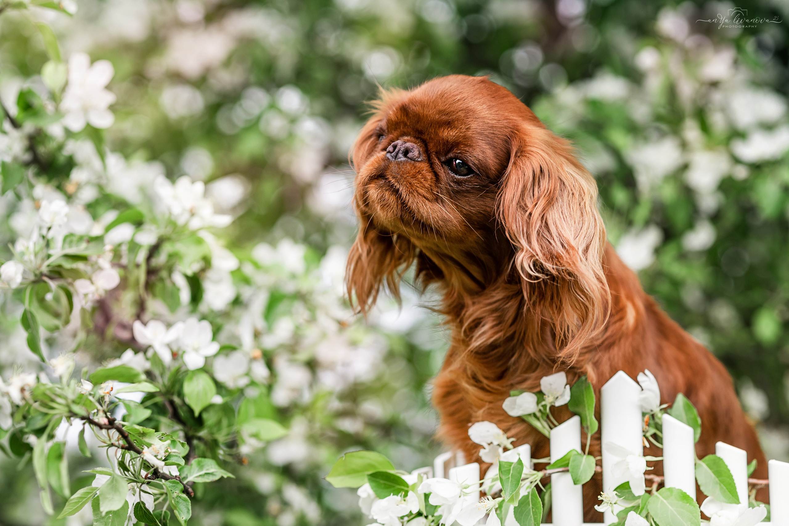 Яблони. Фотограф анималист Аня Ливанова | Рыбинск