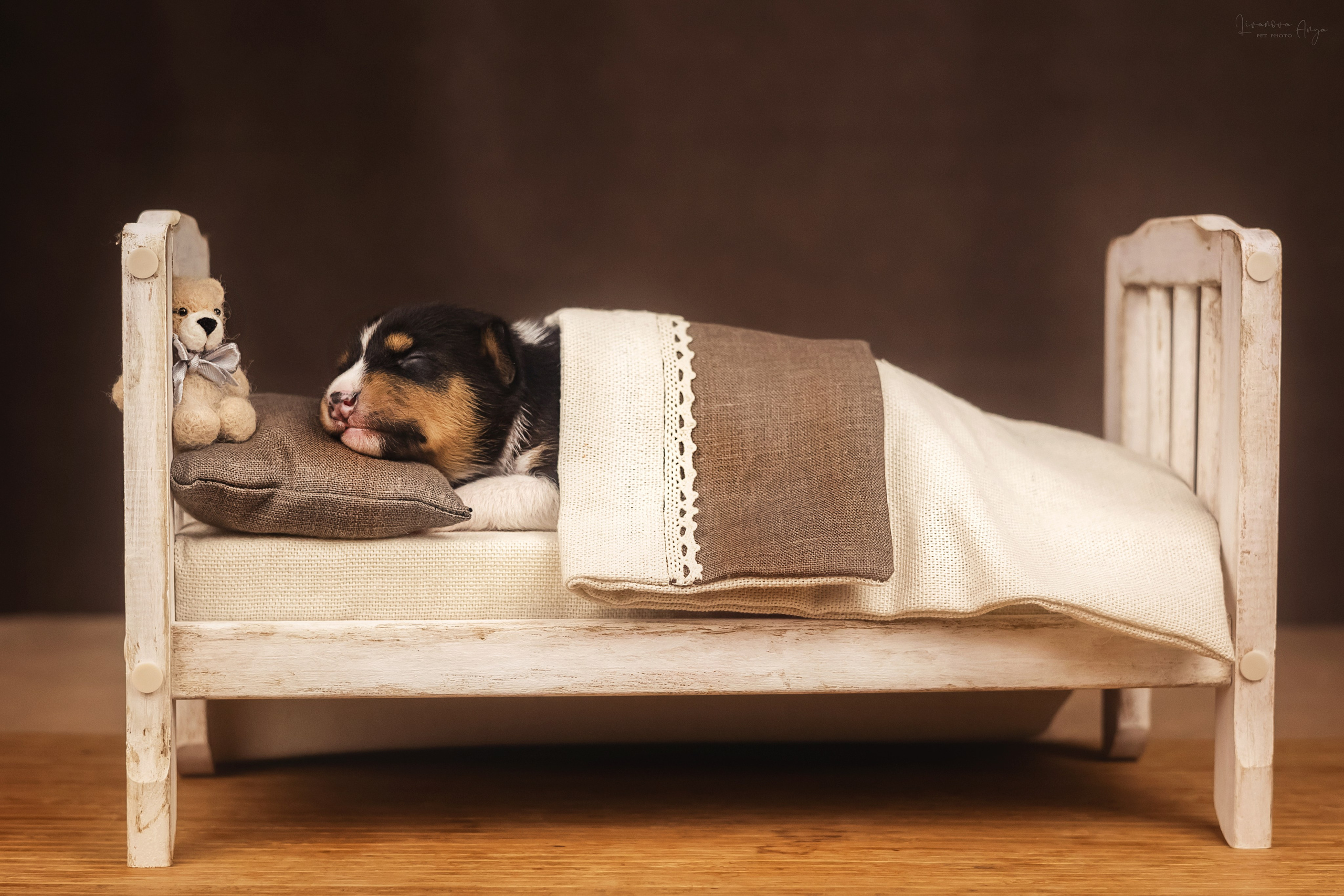 Басеньки. Фотограф анималист Аня Ливанова | Рыбинск