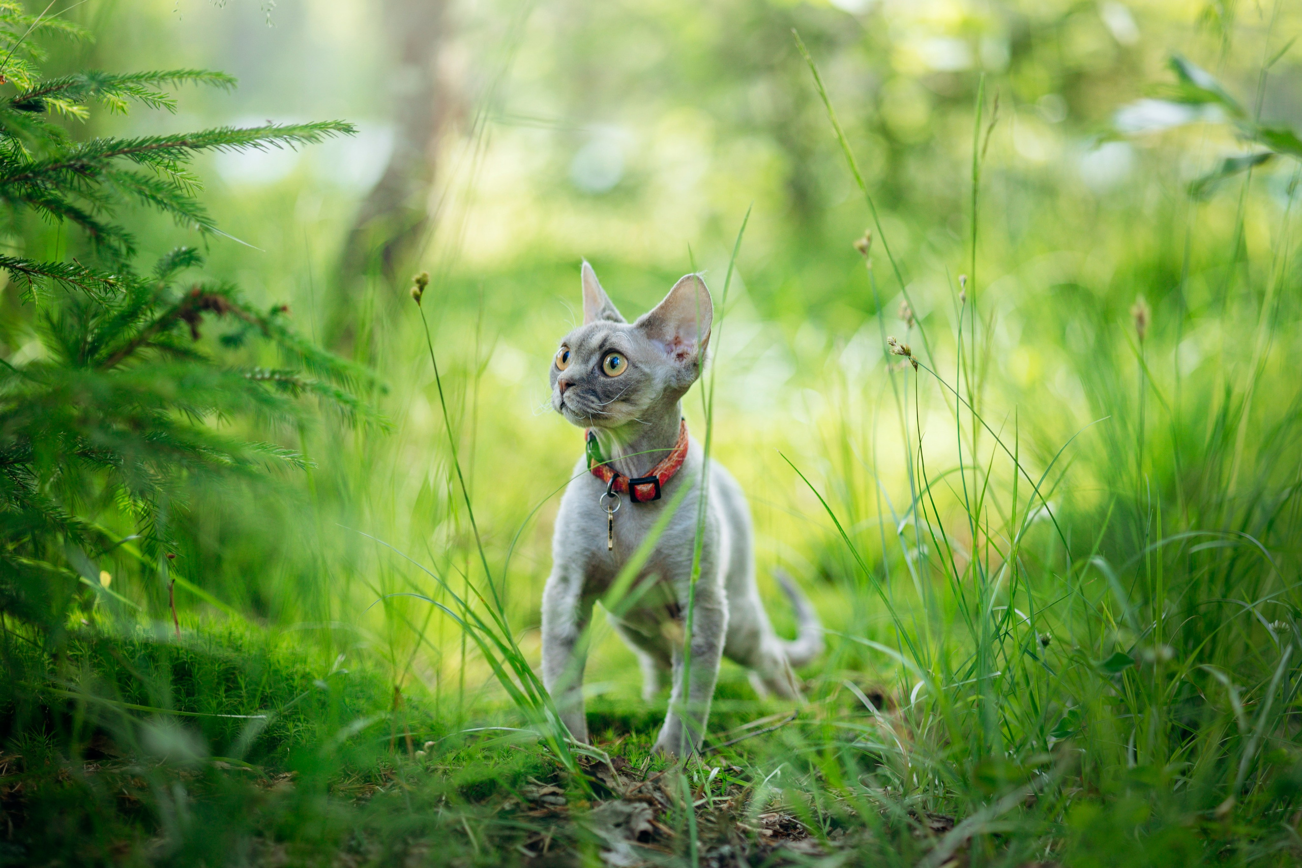 Котофеи и их семья. Фотограф — Анималист | Санкт-Петербург