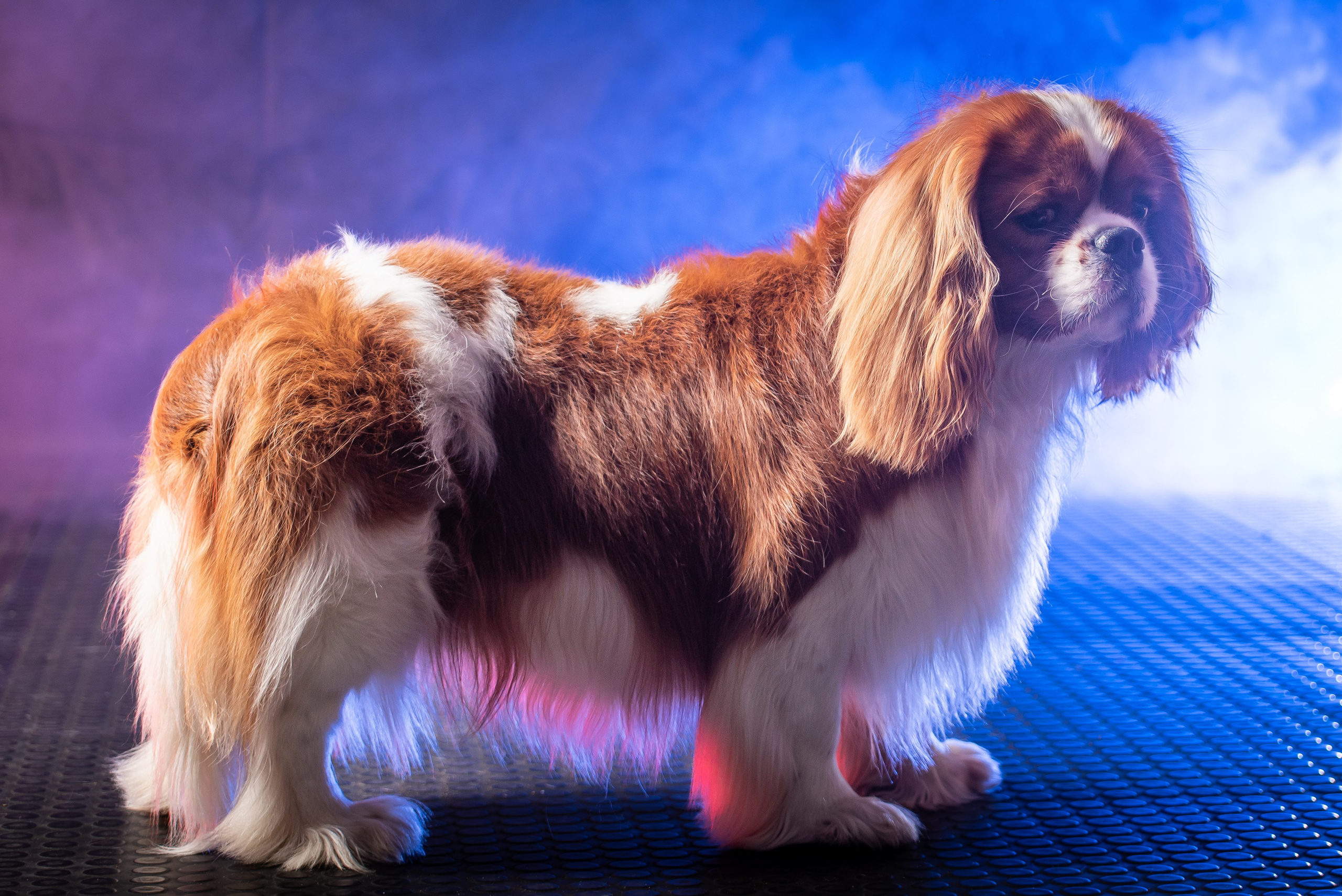 Съёмка собак. Фотограф Макс Огурцов в Нижнем Новгороде