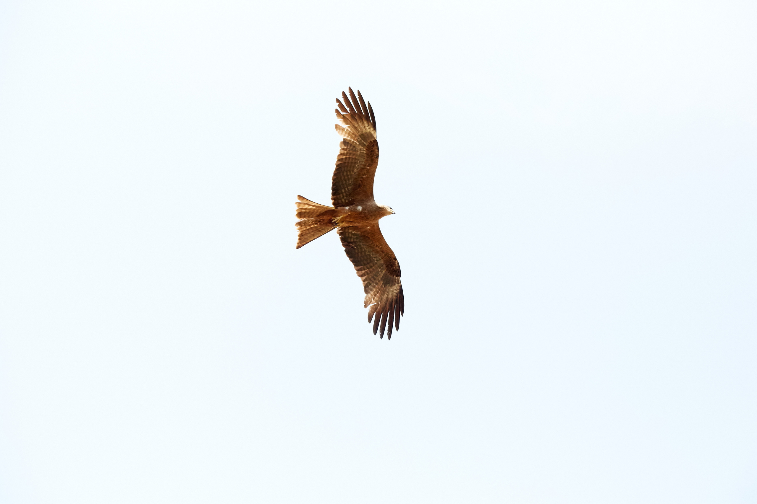 Индия. ГОА, Мумбай, Аджента, Аурангобад. Креативный фотограф в Москве