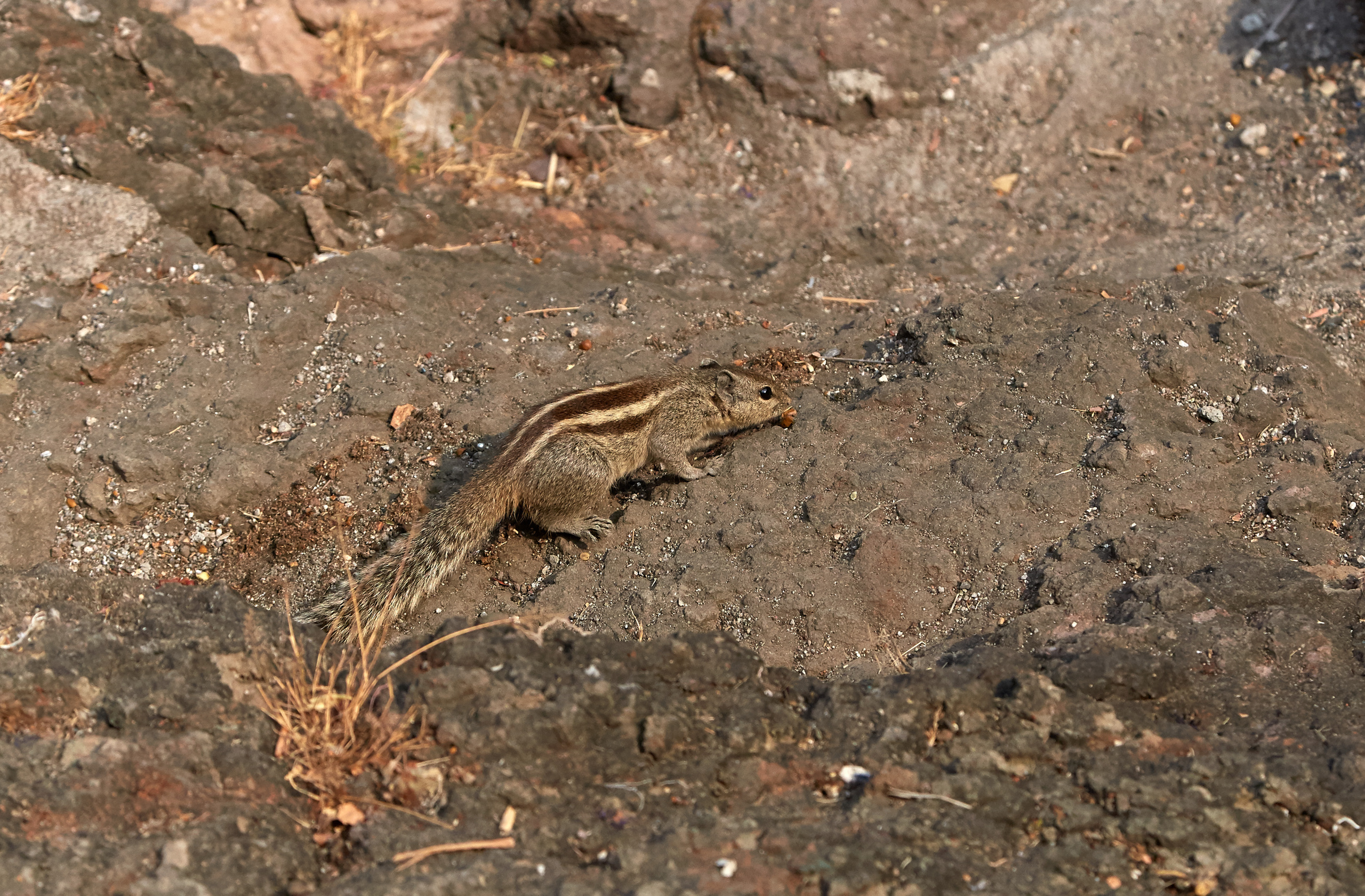 Индия. ГОА, Мумбай, Аджента, Аурангобад. Креативный фотограф в Москве