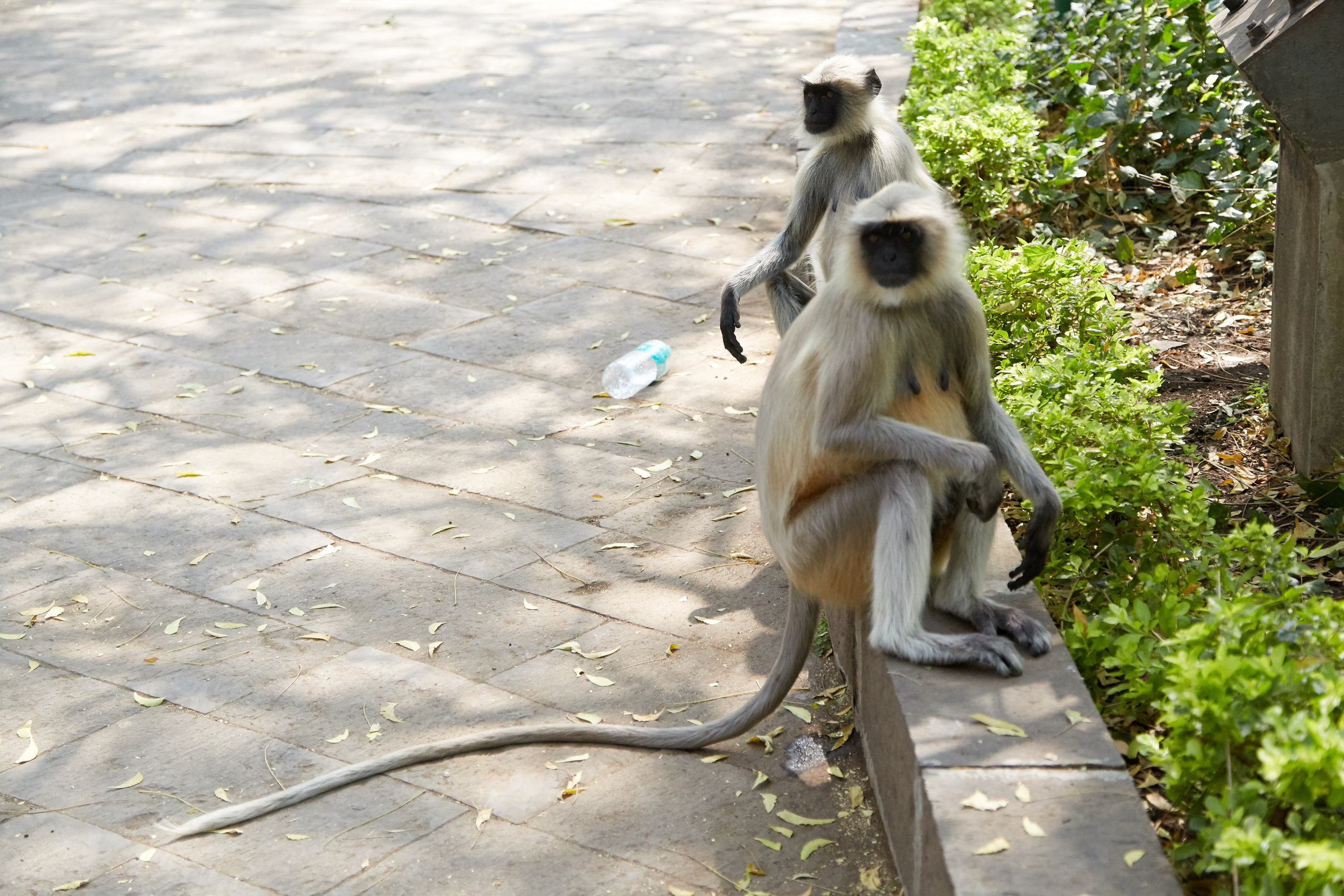 Индия. ГОА, Мумбай, Аджента, Аурангобад. Креативный фотограф в Москве