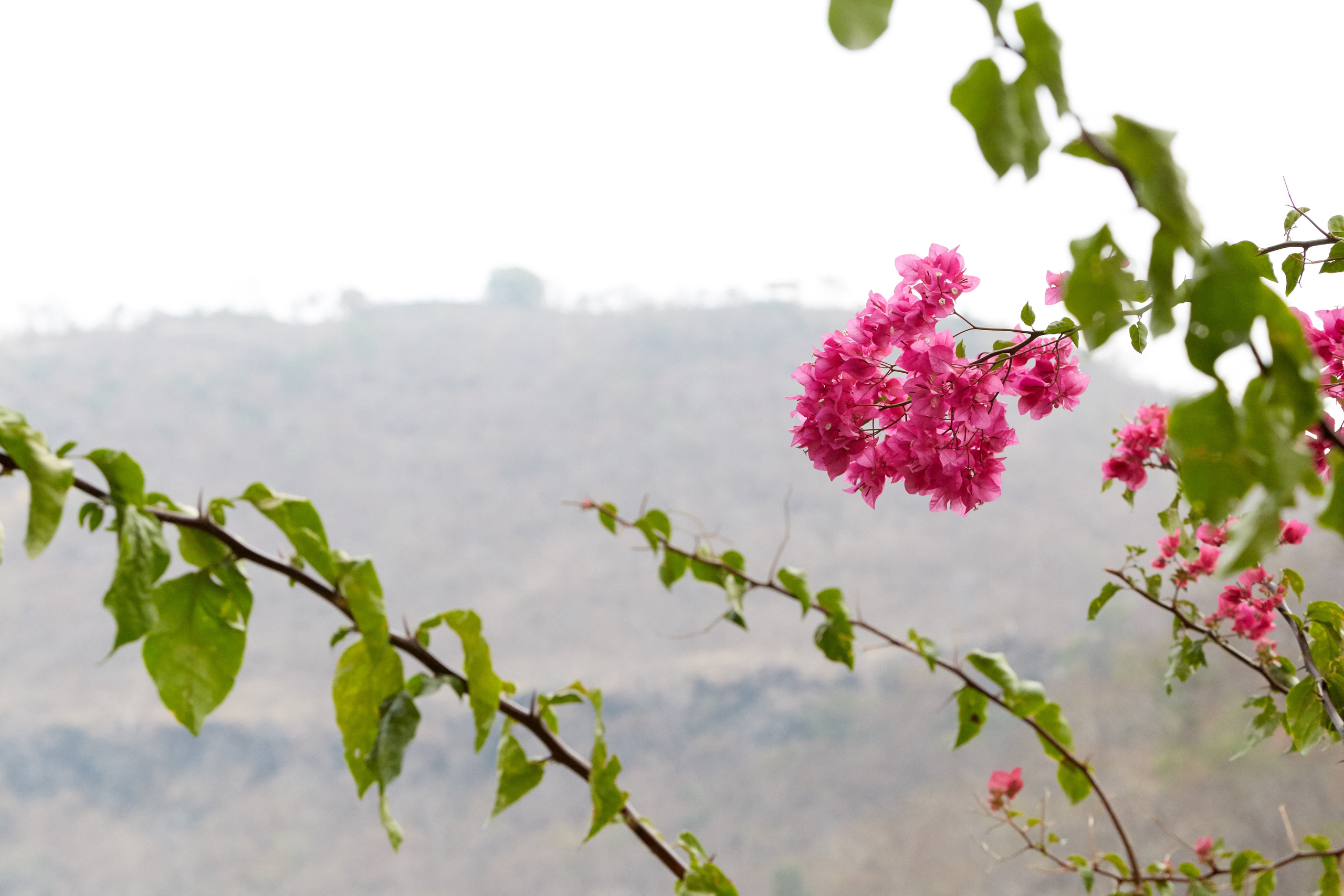 Индия. ГОА, Мумбай, Аджента, Аурангобад. Креативный фотограф в Москве