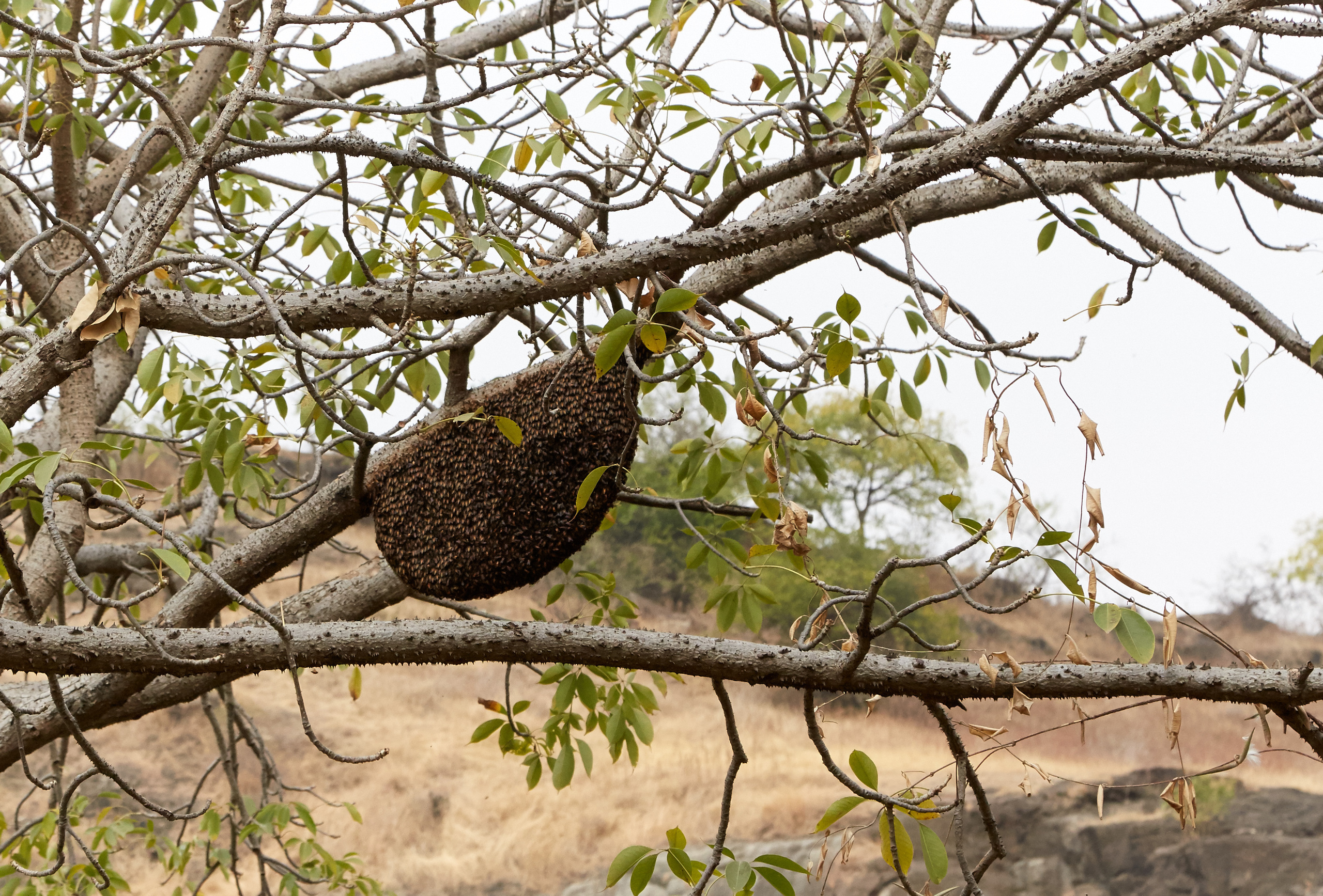 Индия. ГОА, Мумбай, Аджента, Аурангобад. Креативный фотограф в Москве