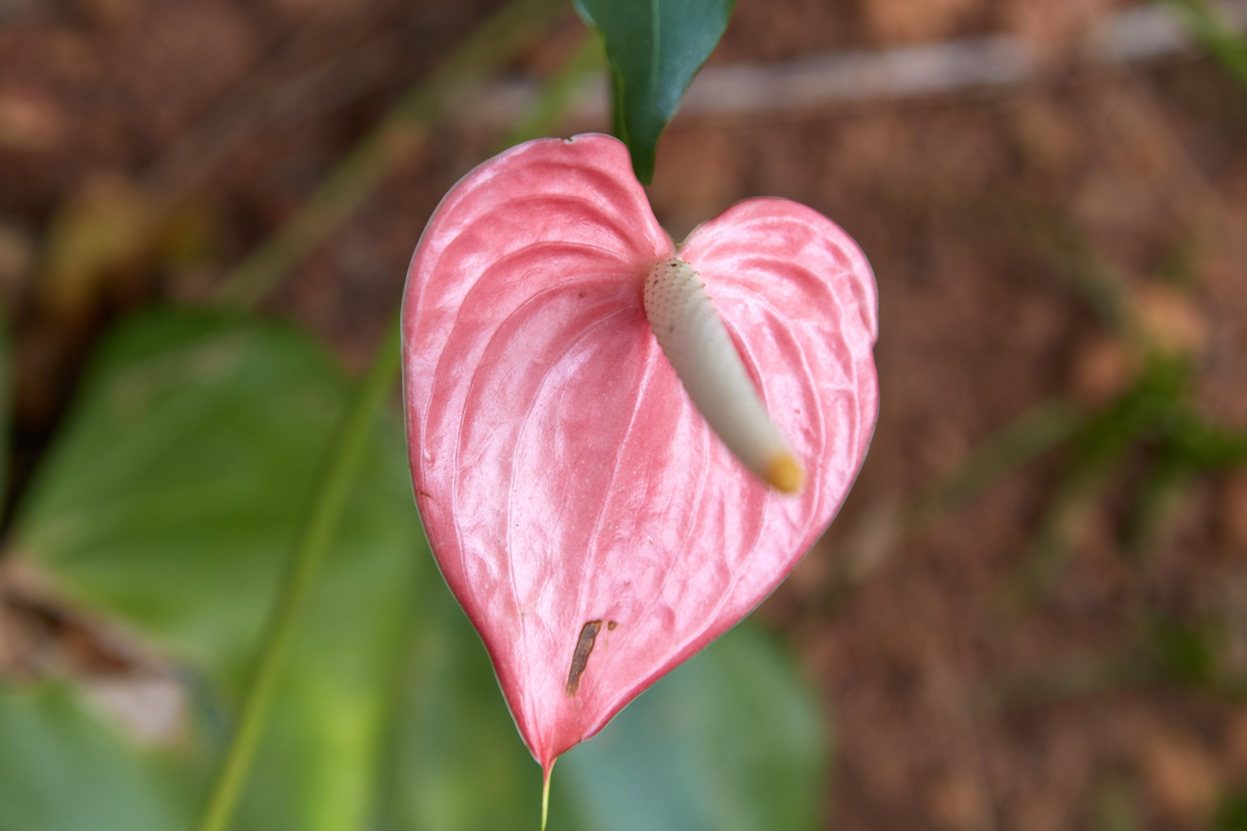 Индия. ГОА, Мумбай, Аджента, Аурангобад. Креативный фотограф в Москве