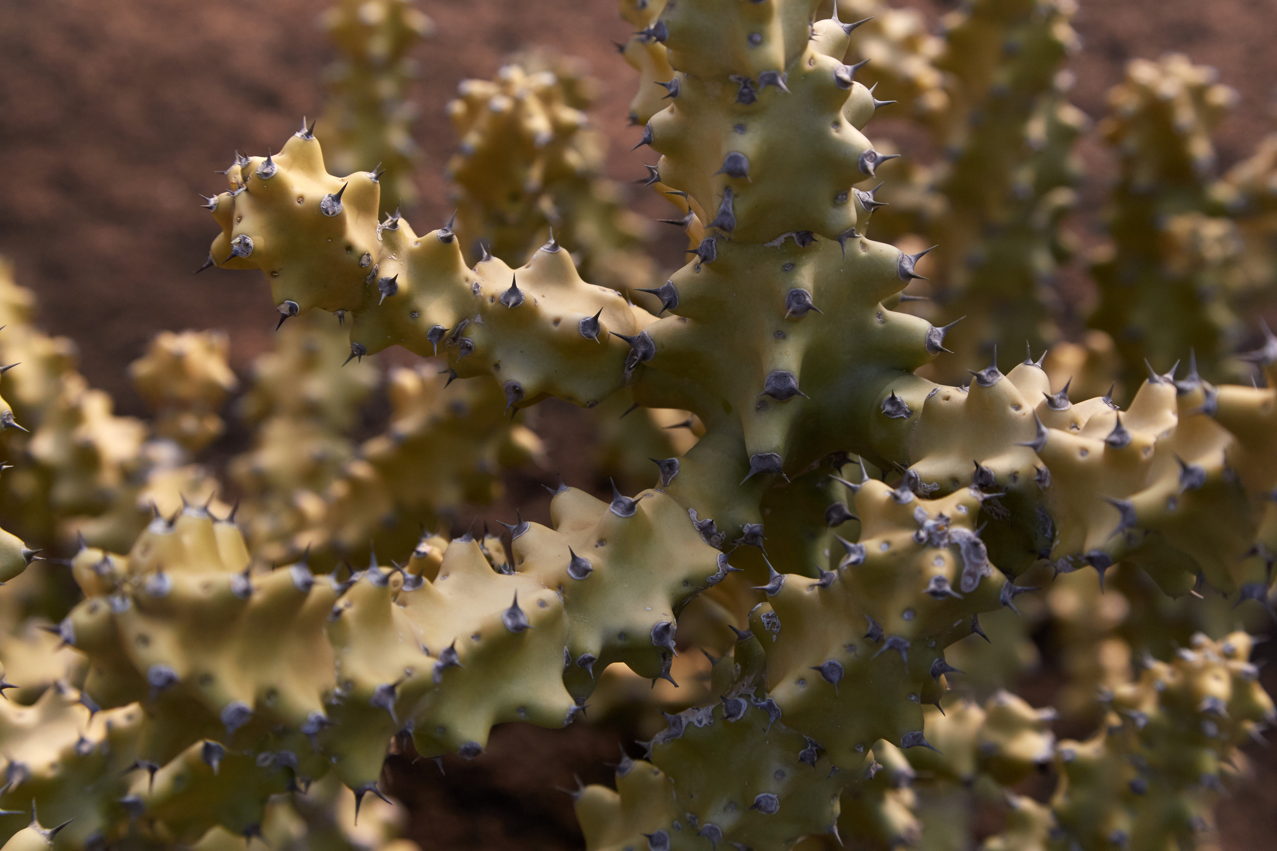 Индия. ГОА, Мумбай, Аджента, Аурангобад. Креативный фотограф в Москве