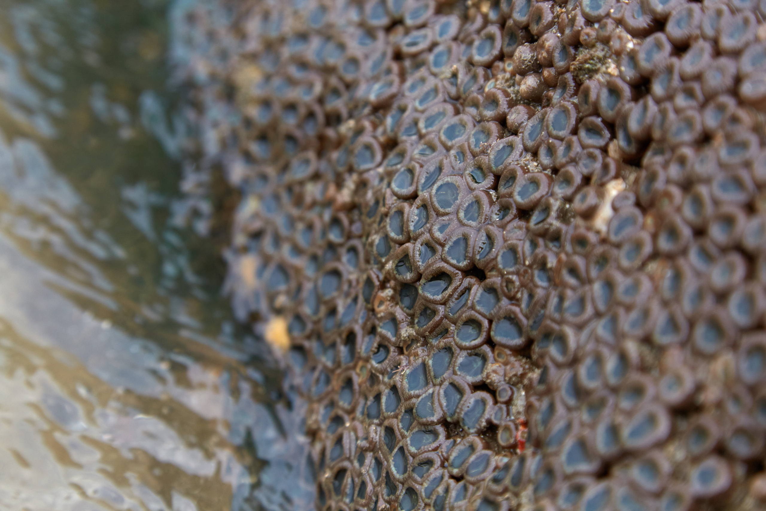 Индия. ГОА, Мумбай, Аджента, Аурангобад. Креативный фотограф в Москве