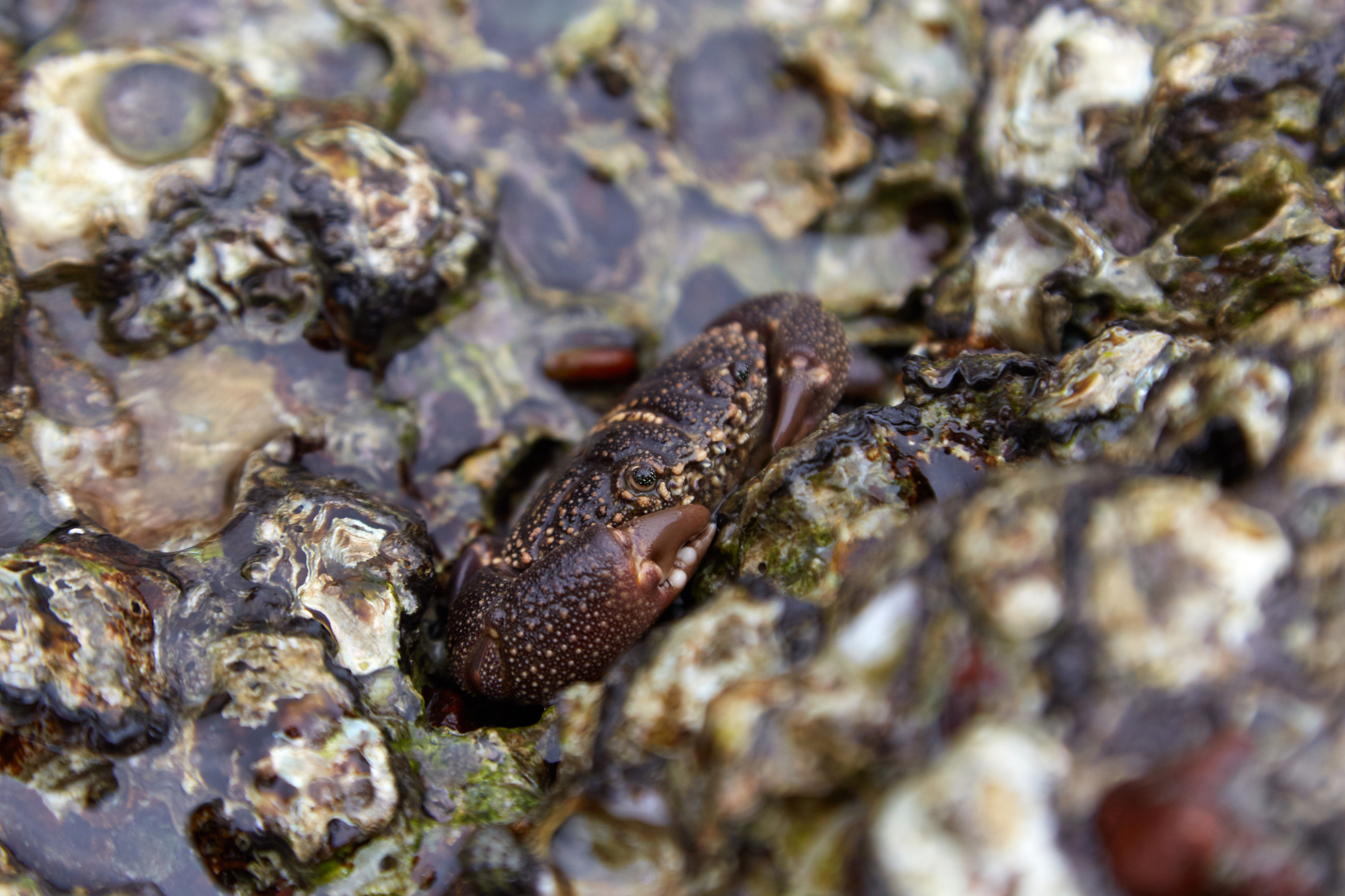 Индия. ГОА, Мумбай, Аджента, Аурангобад. Креативный фотограф в Москве