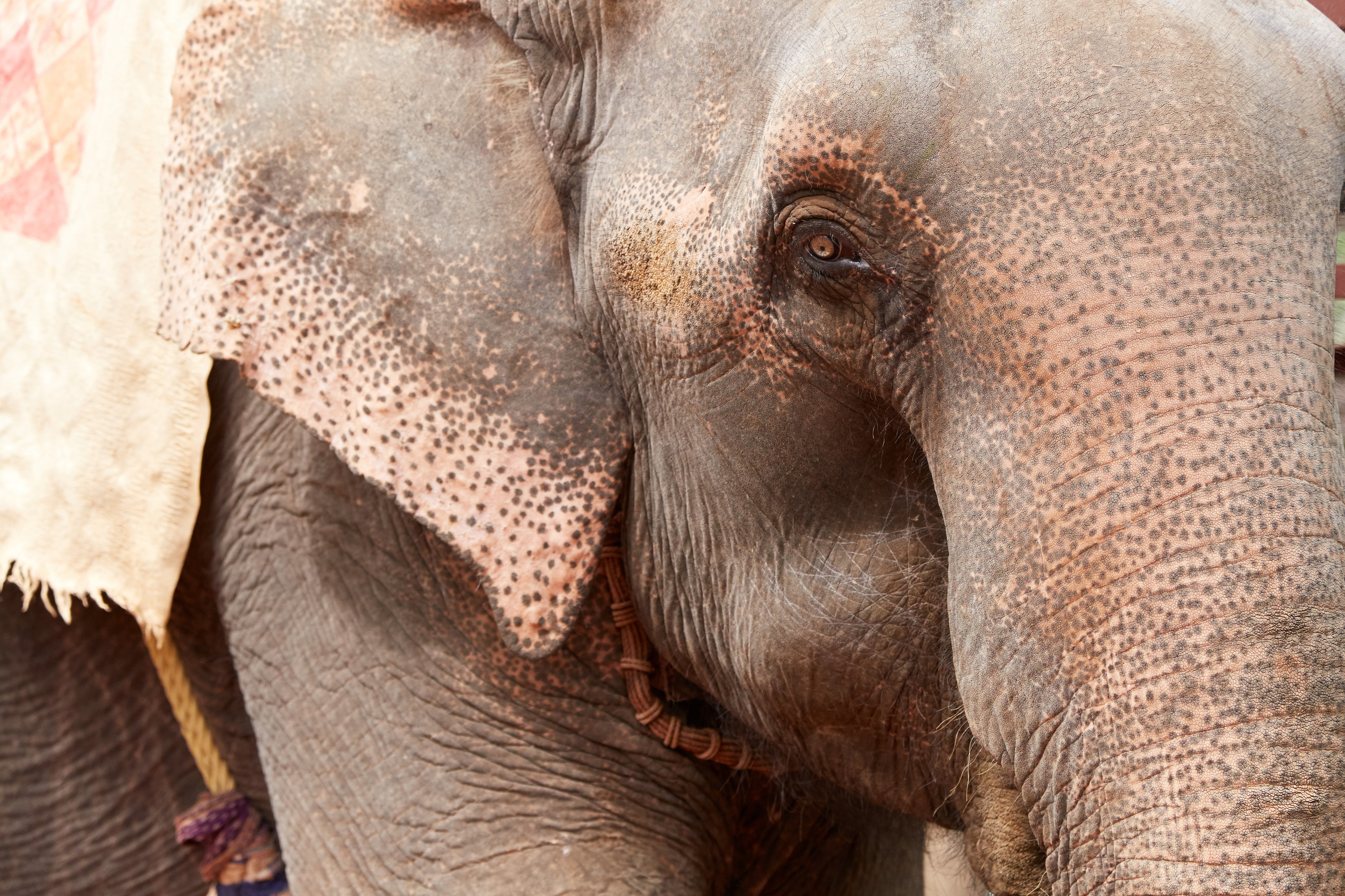 Индия. ГОА, Мумбай, Аджента, Аурангобад. Креативный фотограф в Москве