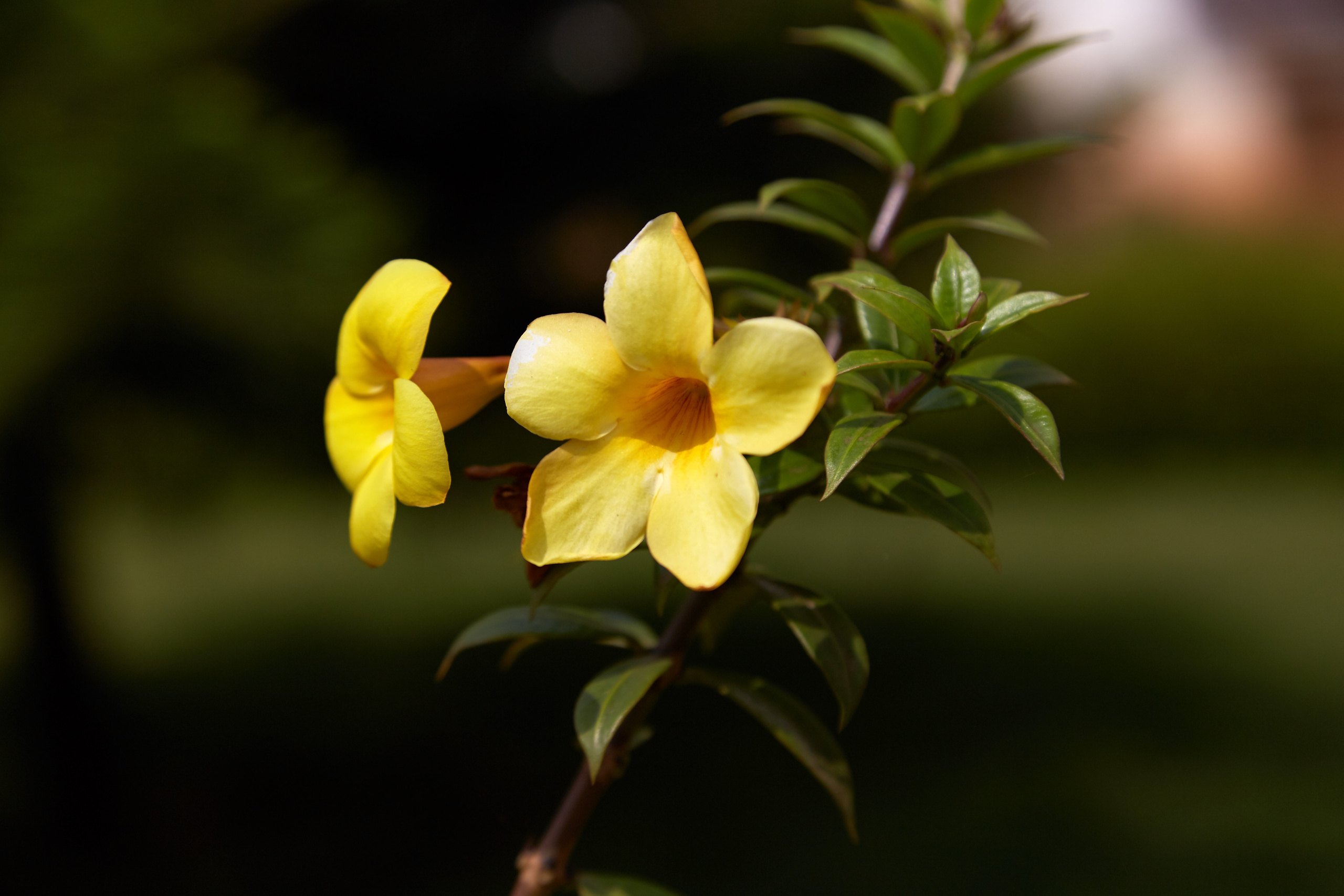 Индия. ГОА, Мумбай, Аджента, Аурангобад. Креативный фотограф в Москве