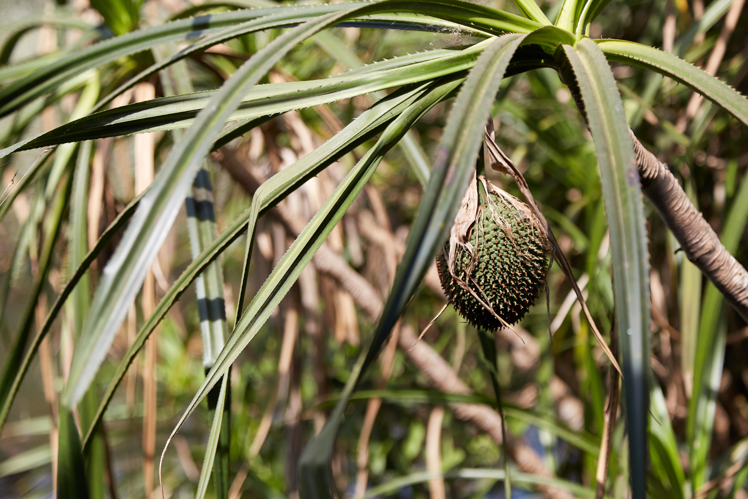 Индия. ГОА, Мумбай, Аджента, Аурангобад. Креативный фотограф в Москве