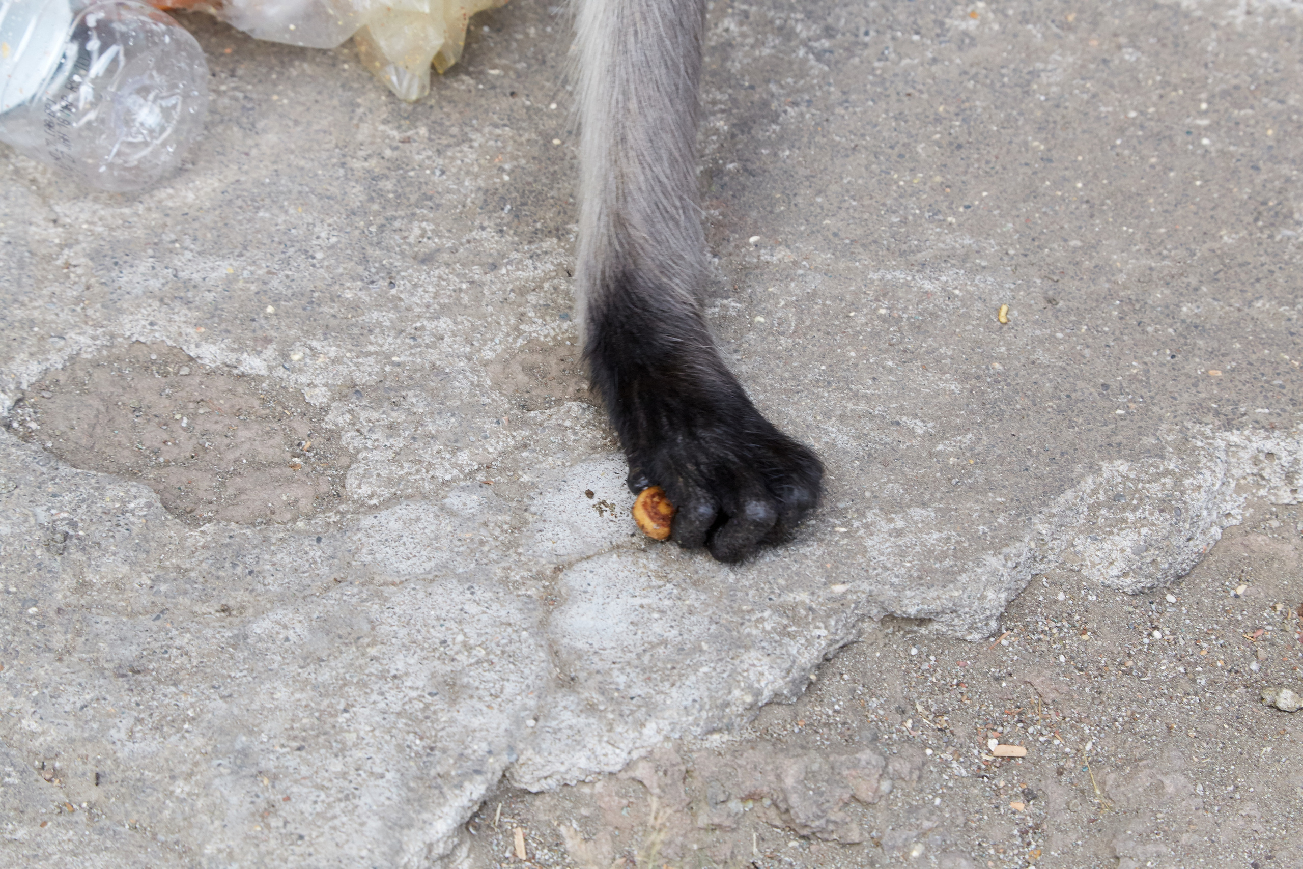 Индия. ГОА, Мумбай, Аджента, Аурангобад. Креативный фотограф в Москве
