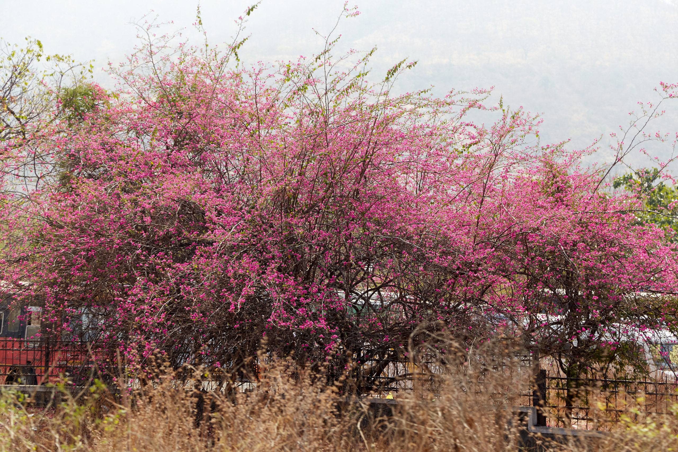 Индия. ГОА, Мумбай, Аджента, Аурангобад. Креативный фотограф в Москве