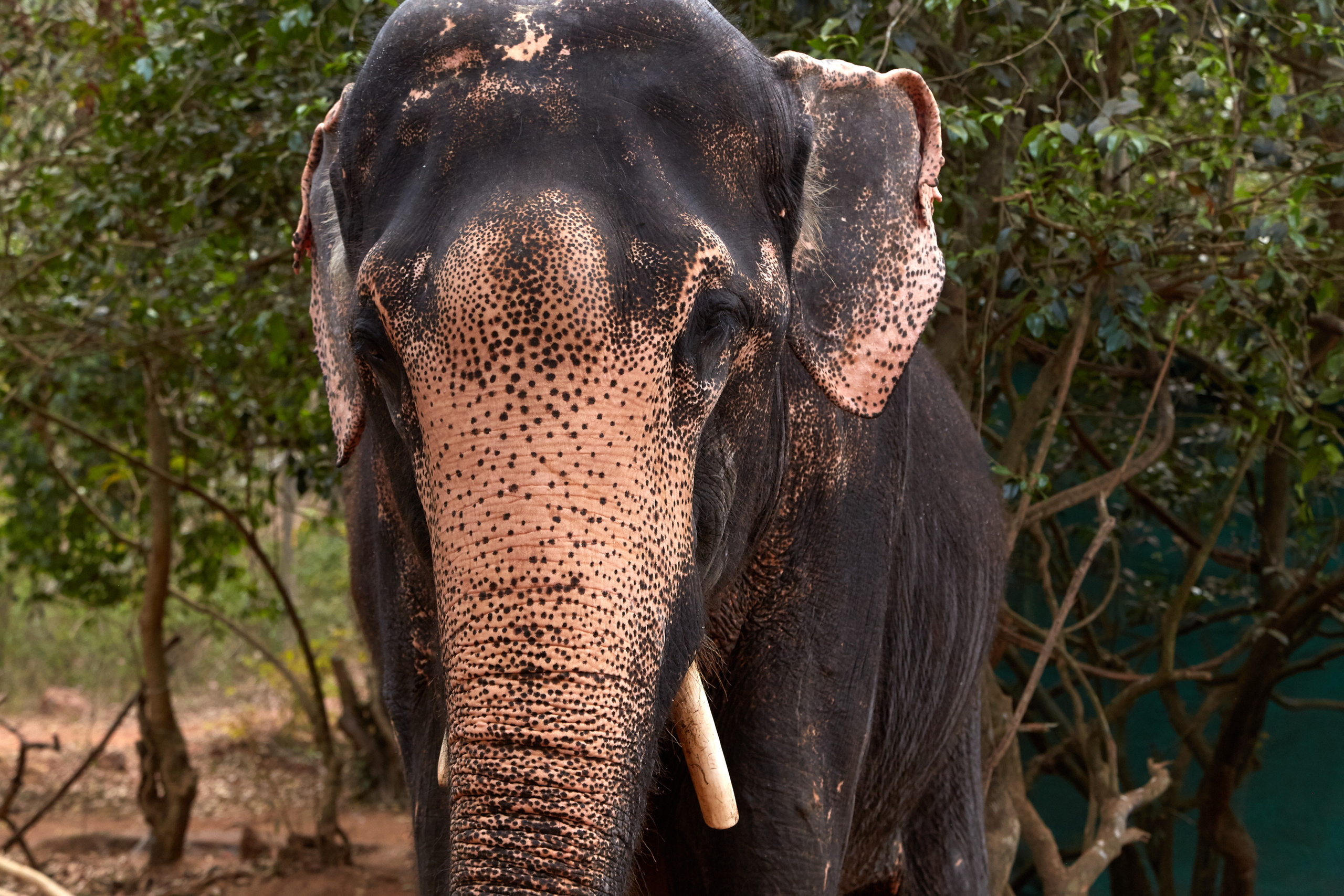 Индия. ГОА, Мумбай, Аджента, Аурангобад. Креативный фотограф в Москве