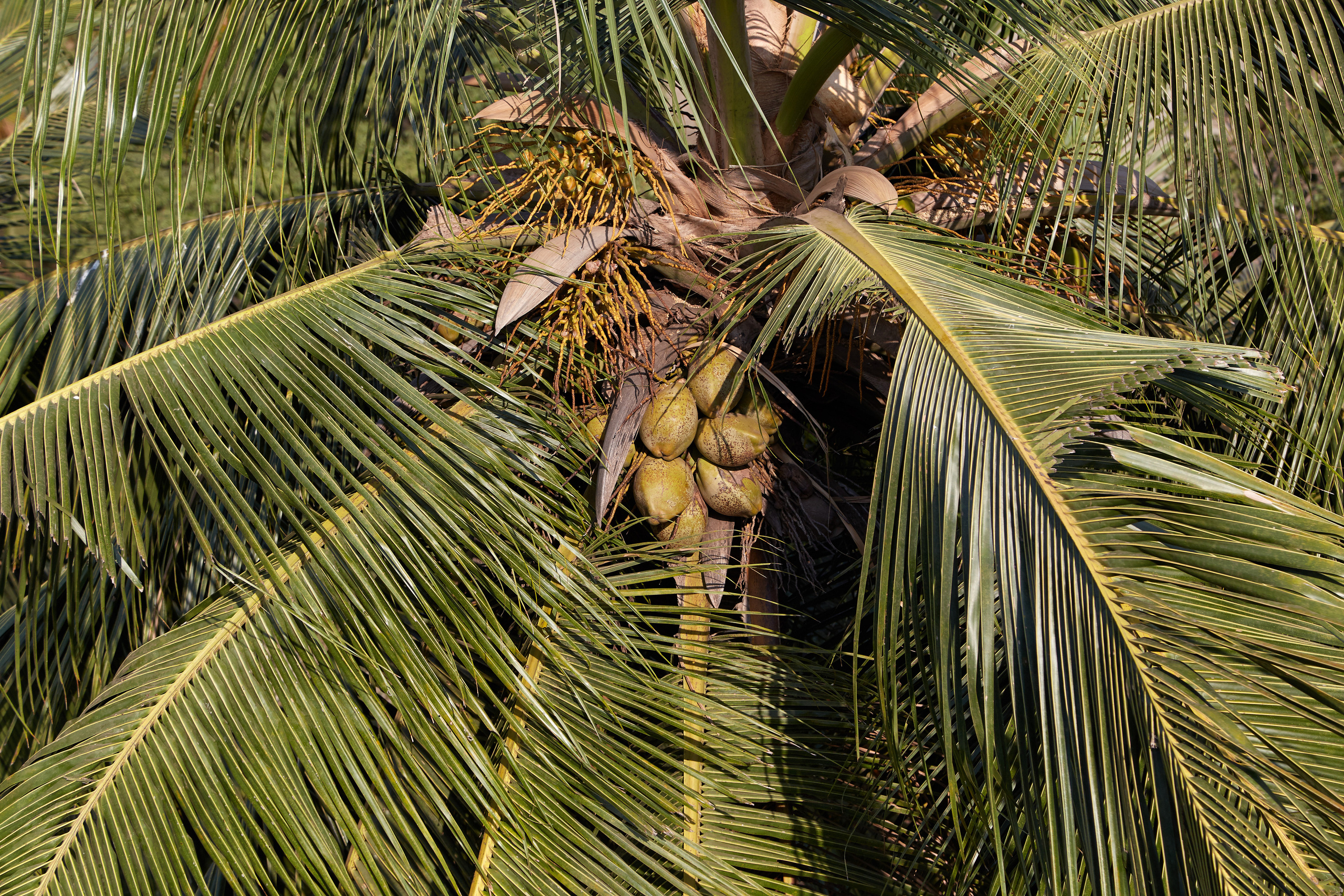 Индия. ГОА, Мумбай, Аджента, Аурангобад. Креативный фотограф в Москве