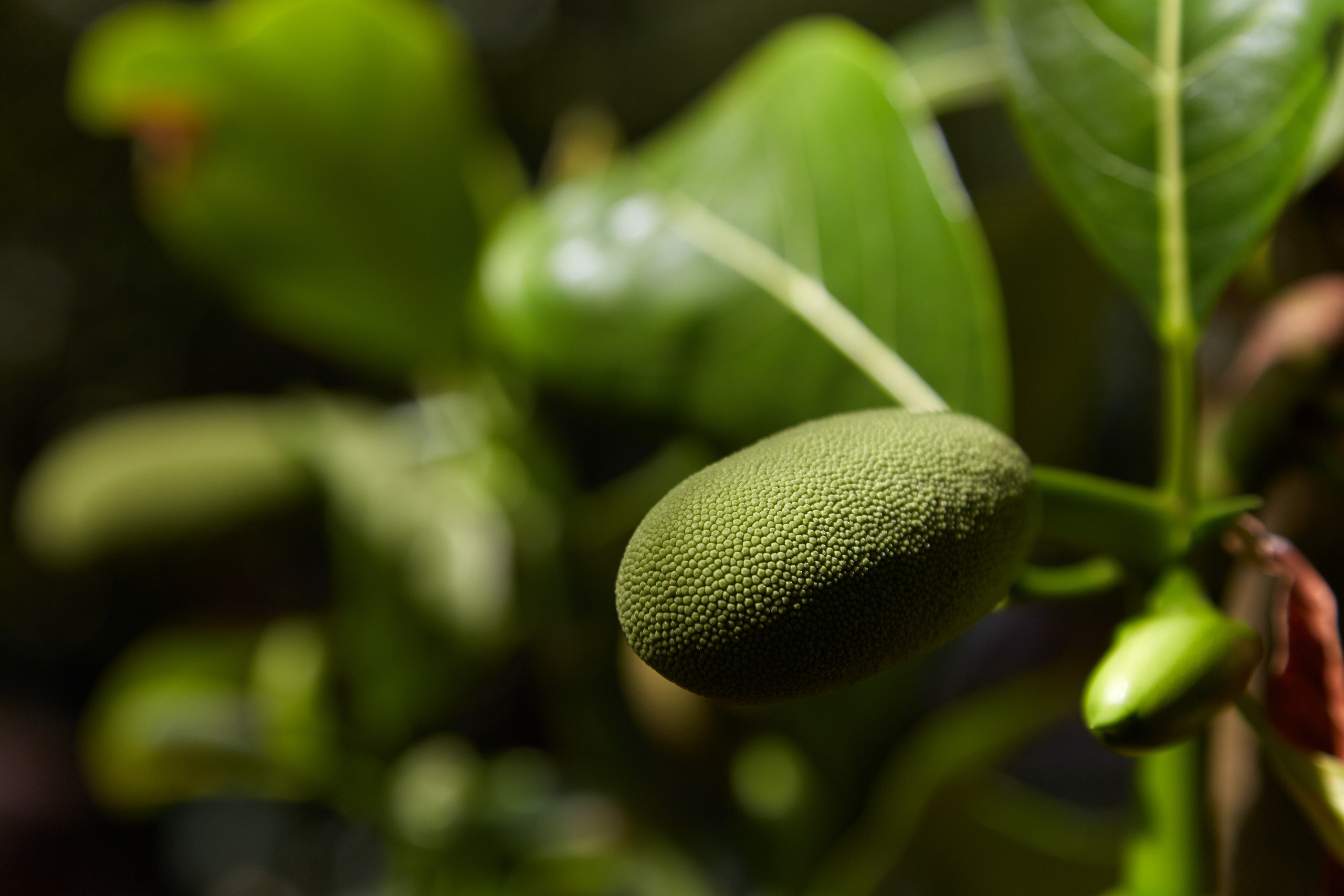 Индия. ГОА, Мумбай, Аджента, Аурангобад. Креативный фотограф в Москве
