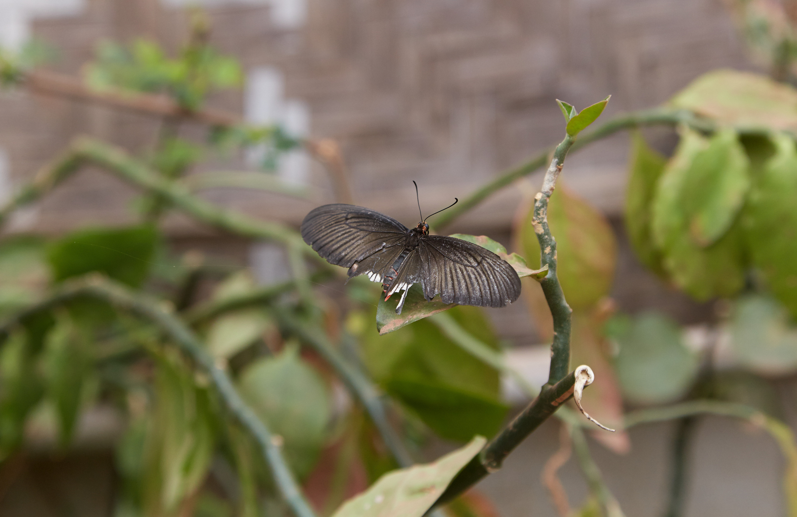 Индия. ГОА, Мумбай, Аджента, Аурангобад. Креативный фотограф в Москве