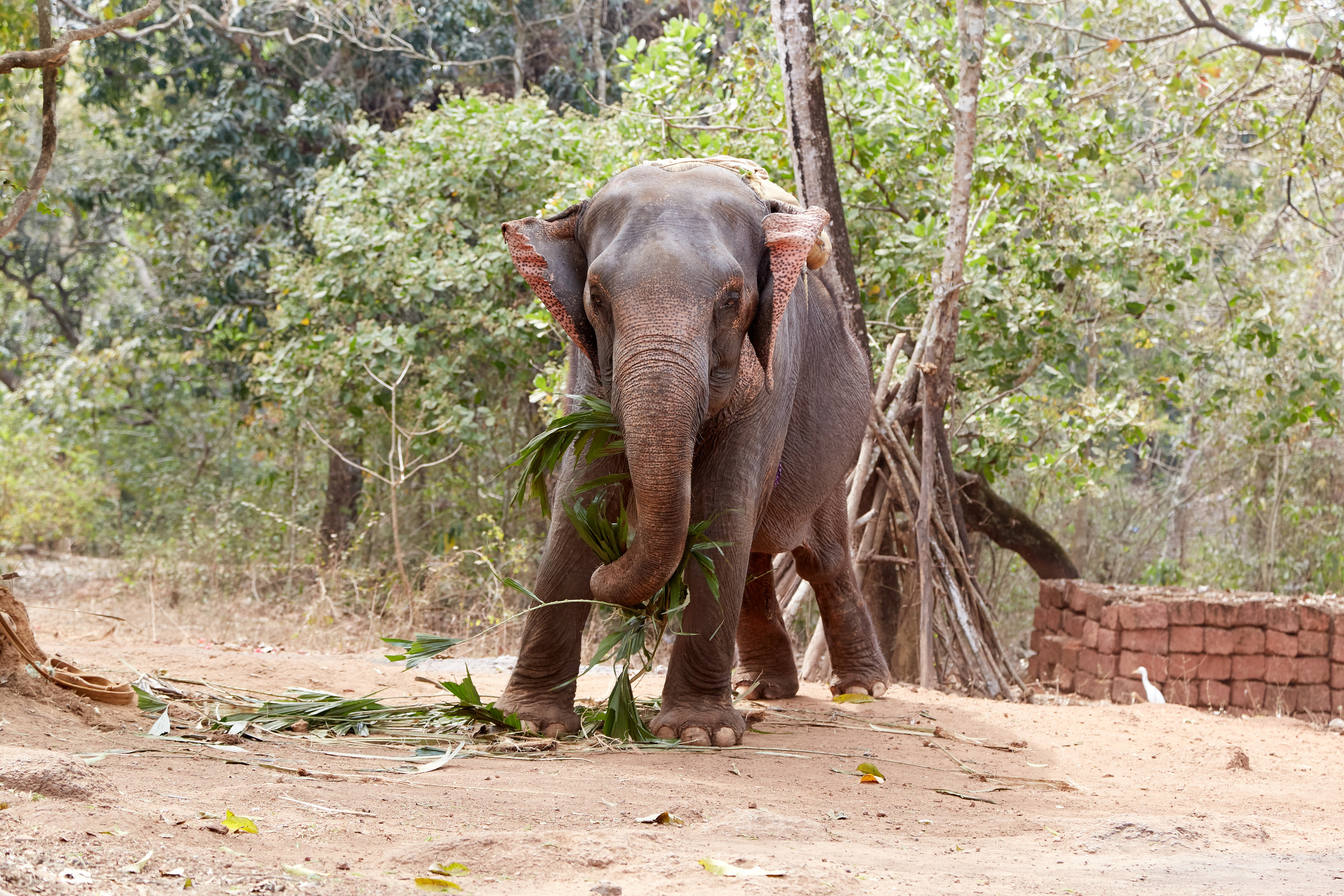 Индия. ГОА, Мумбай, Аджента, Аурангобад. Креативный фотограф в Москве